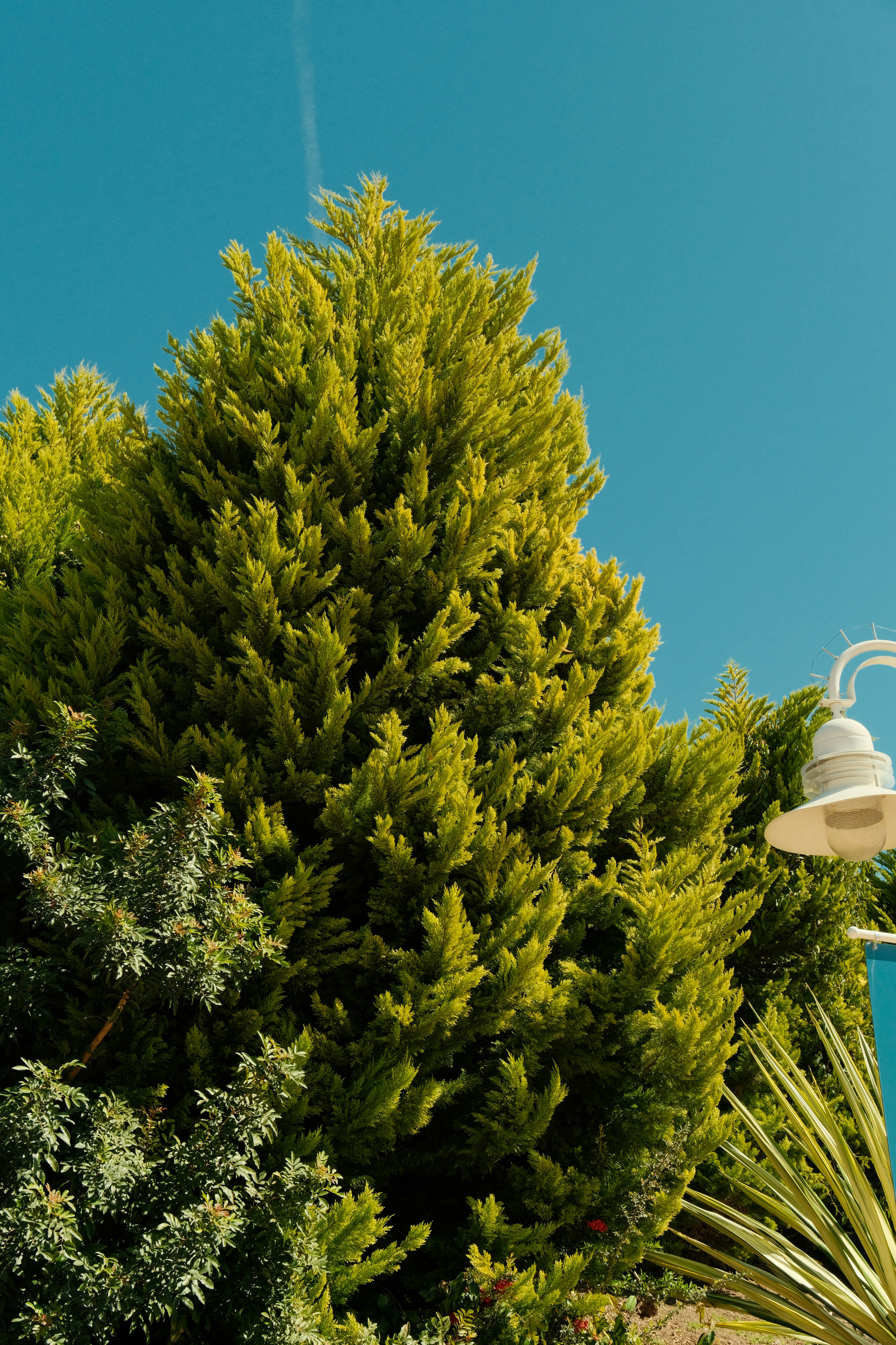 Lush green trees against a bright blue sky.