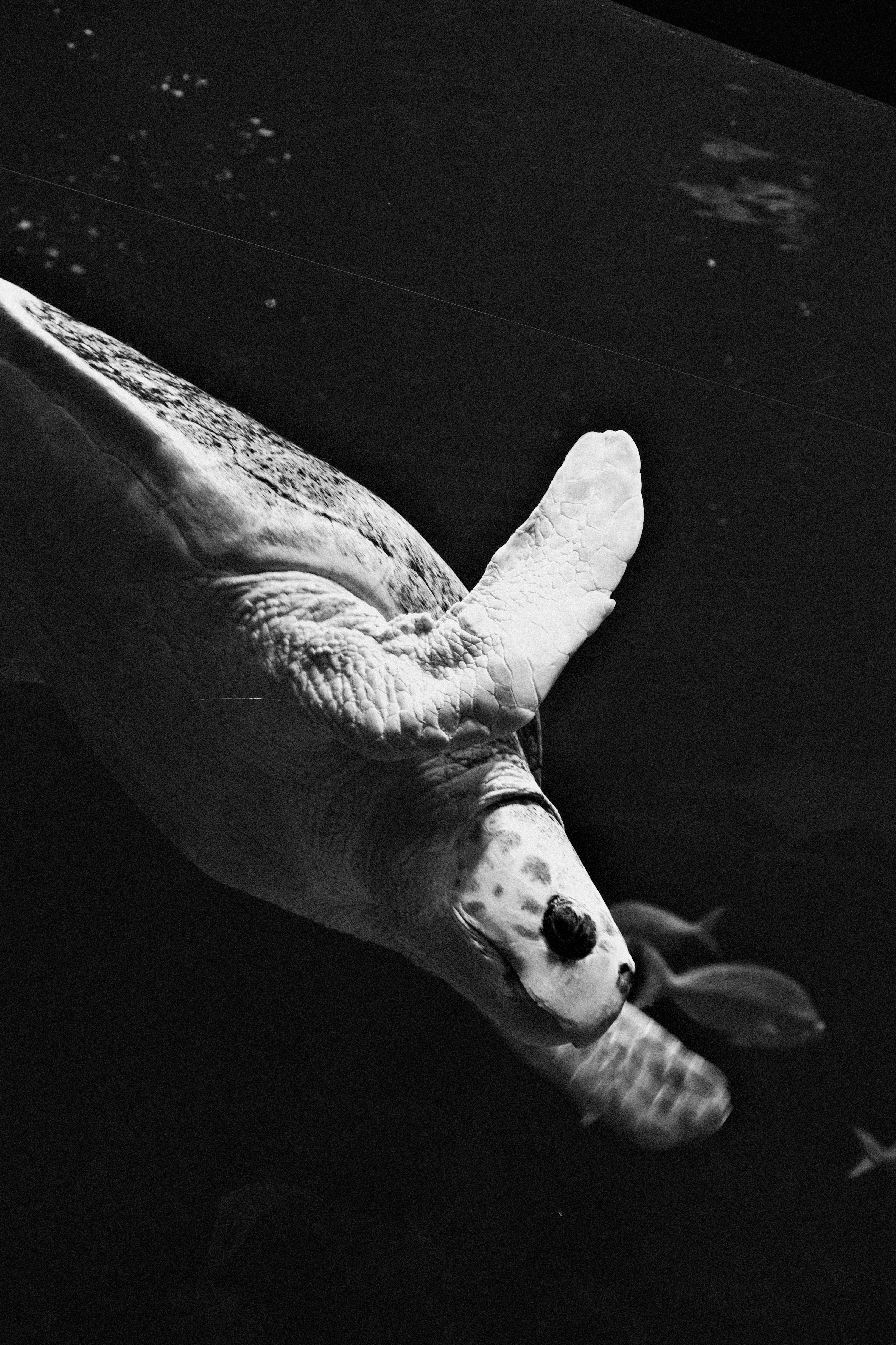 A sea turtle swims with small fish in dark water.