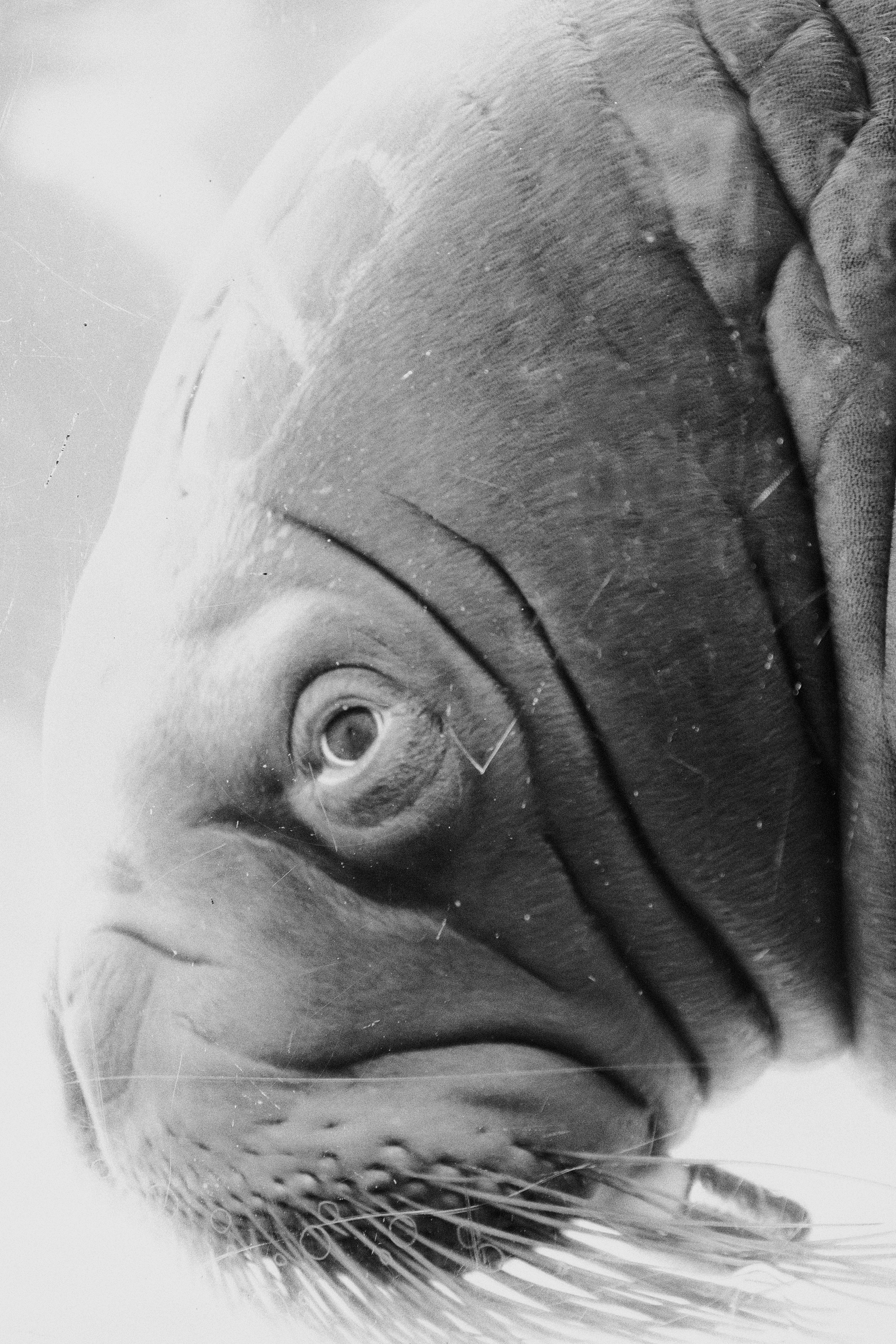Close-up of a walrus's head with whiskers.