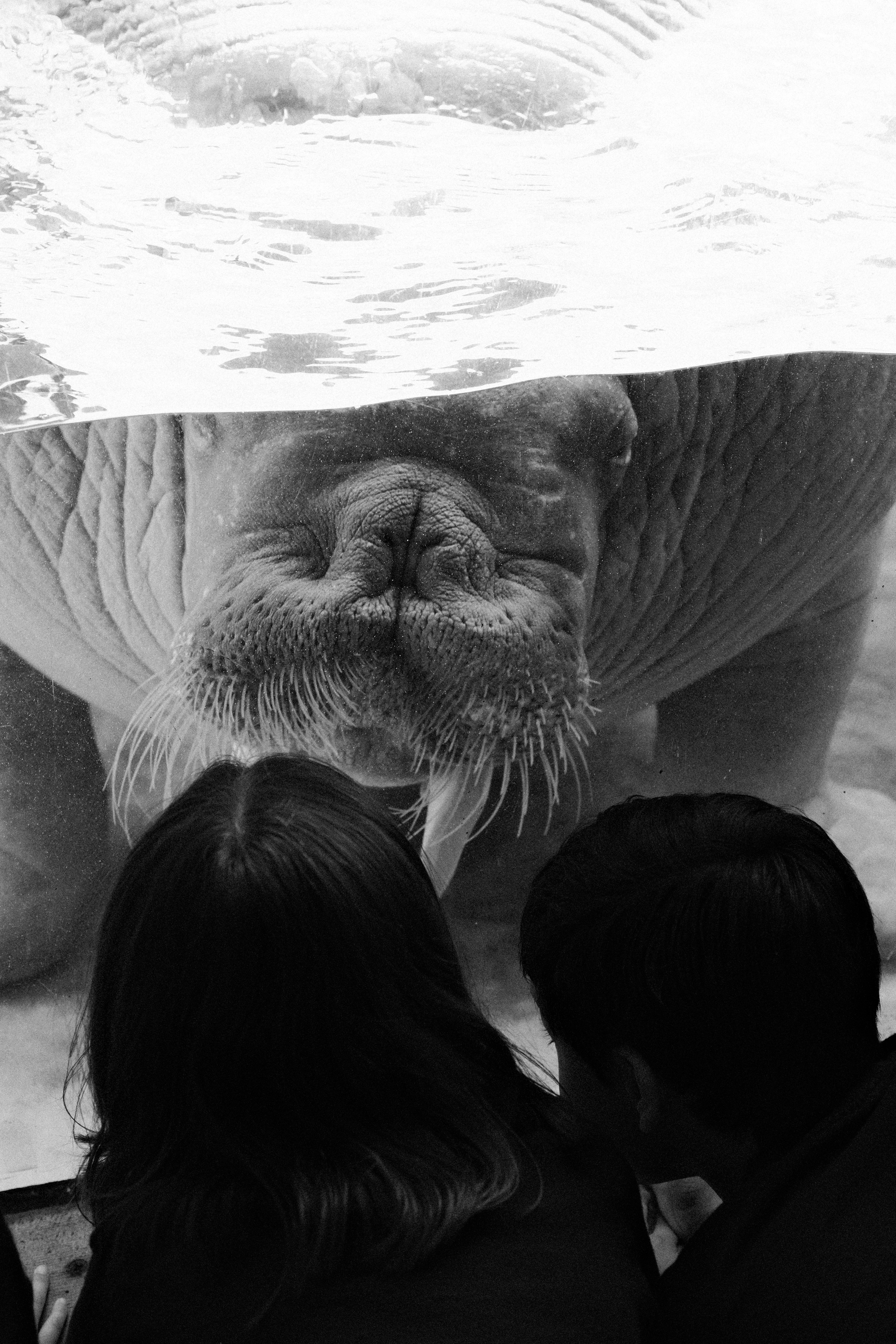 Walrus looks at two people through glass