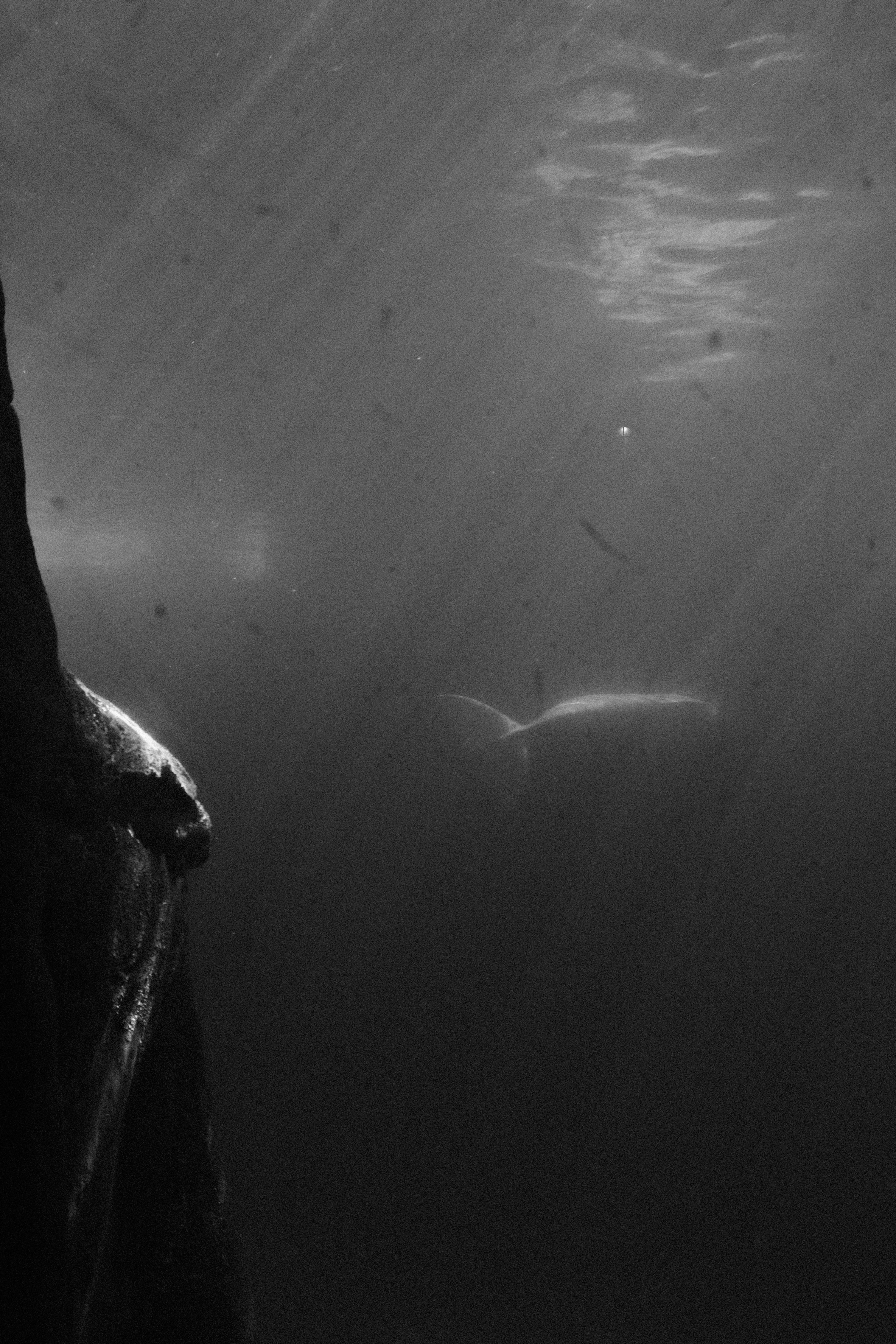 A lone whale swims in the dark ocean depths.