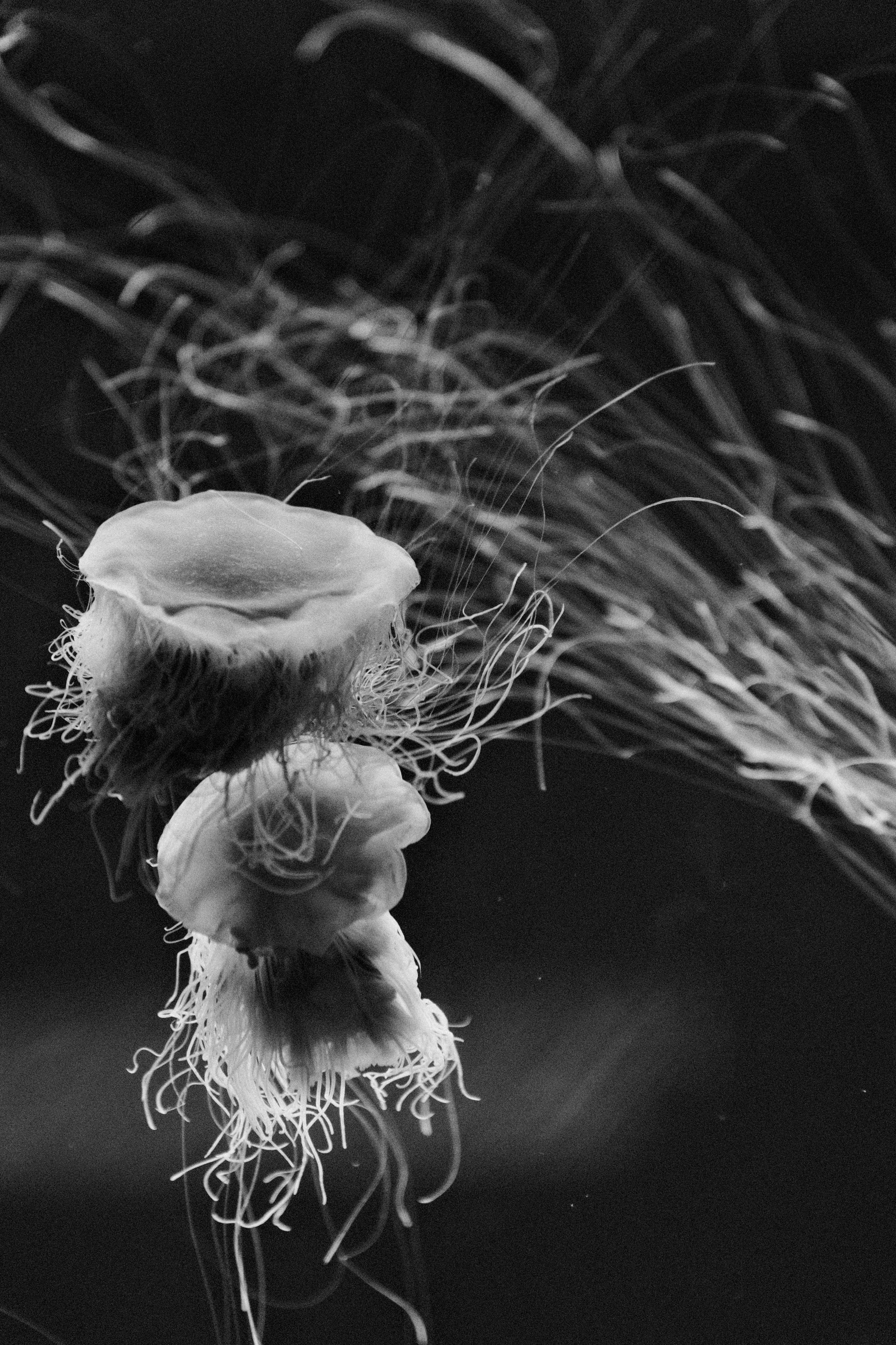 Three jellyfish with long tentacles floating in dark water.