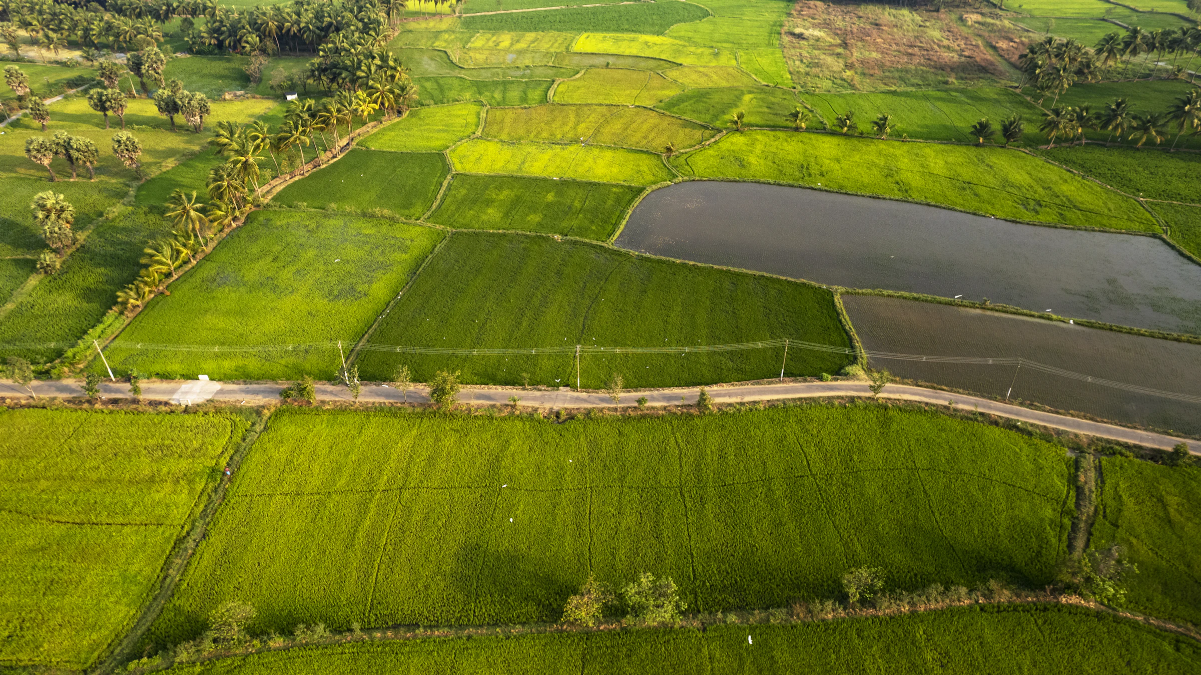 Green rice paddy fields crossed by irrigation channels in Palakkad, Kerala
