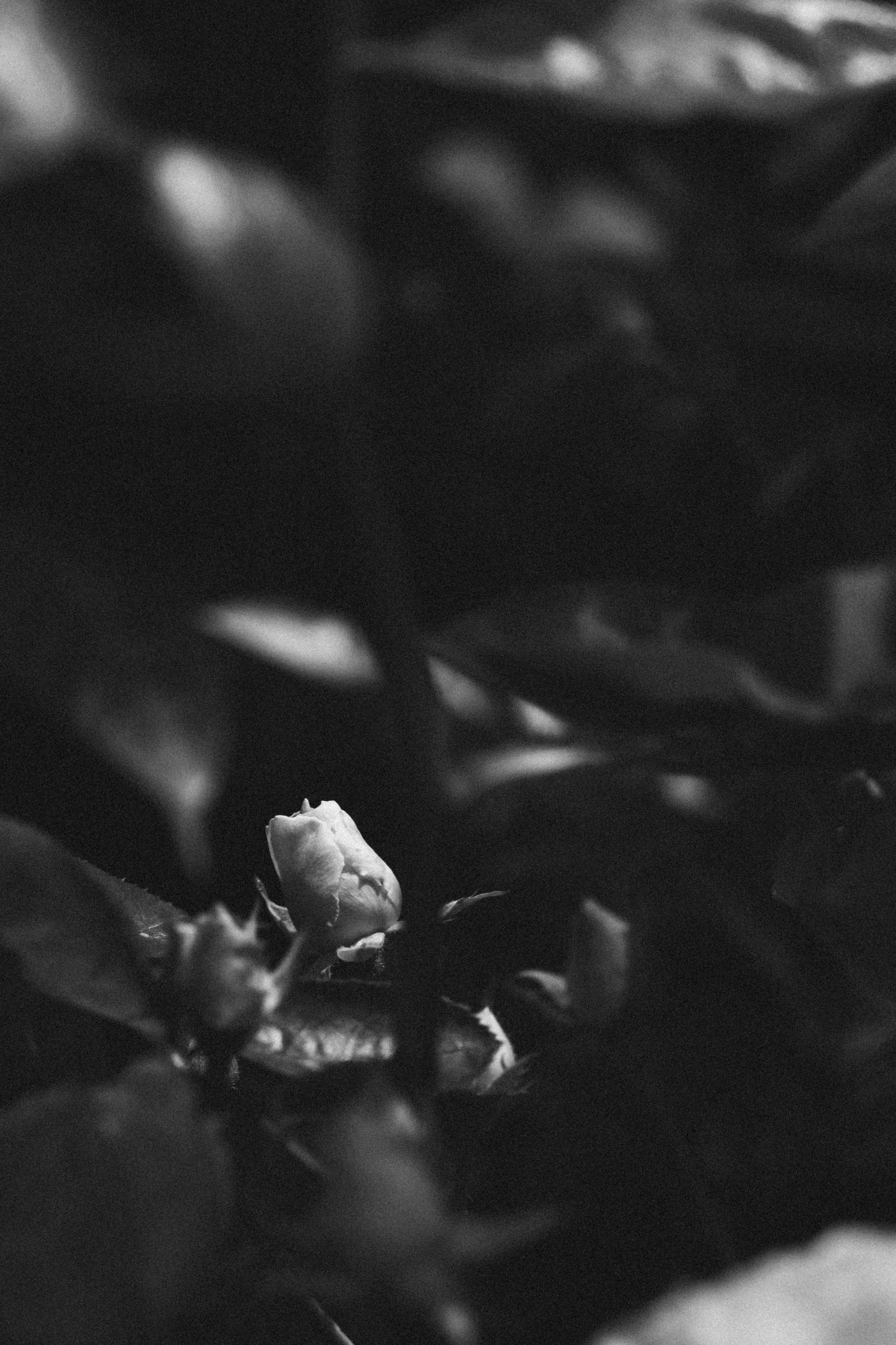 A delicate flower bud surrounded by dark leaves