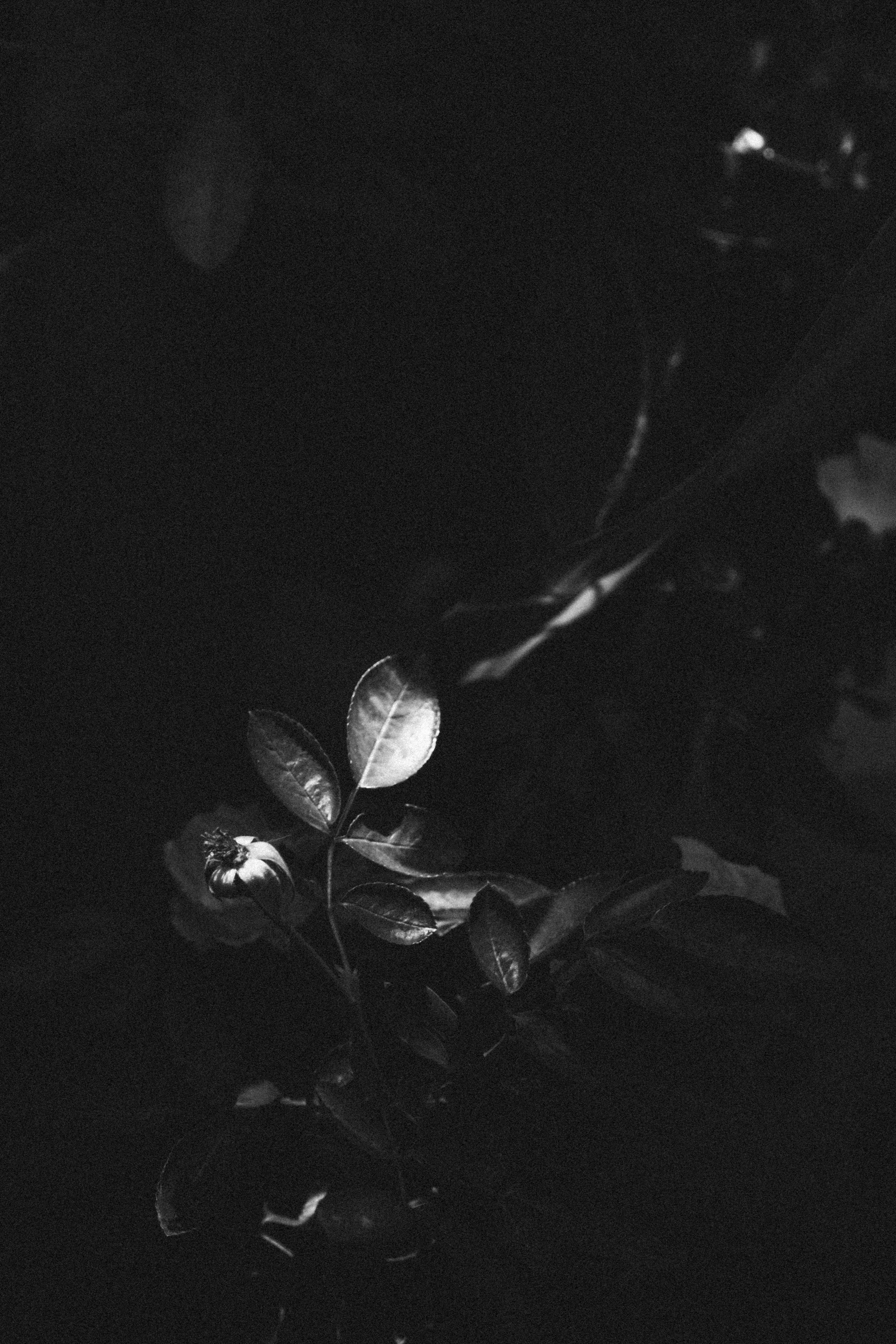 A single plant with leaves illuminated by light.
