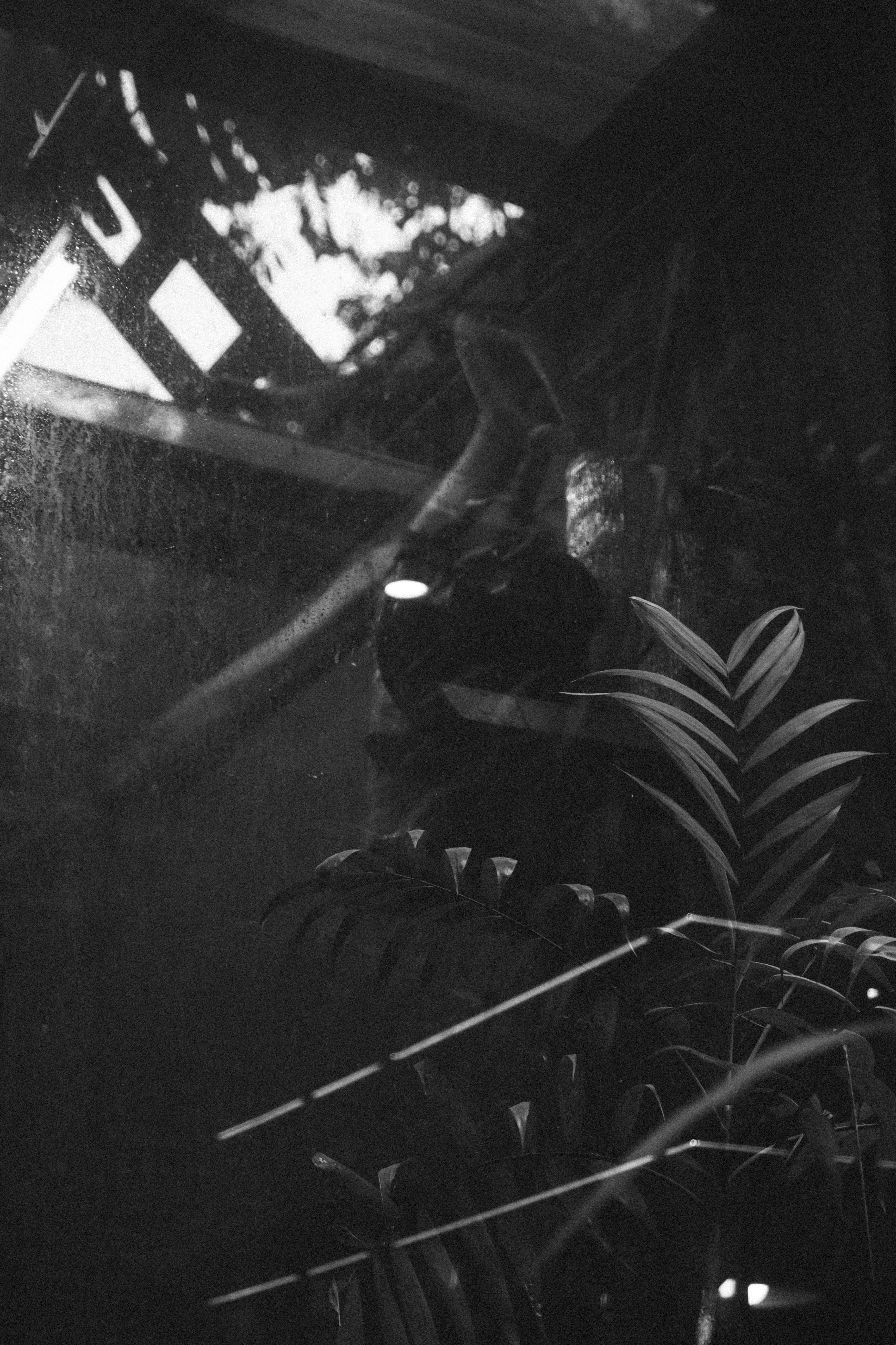 A black cat sits behind a window with plants.
