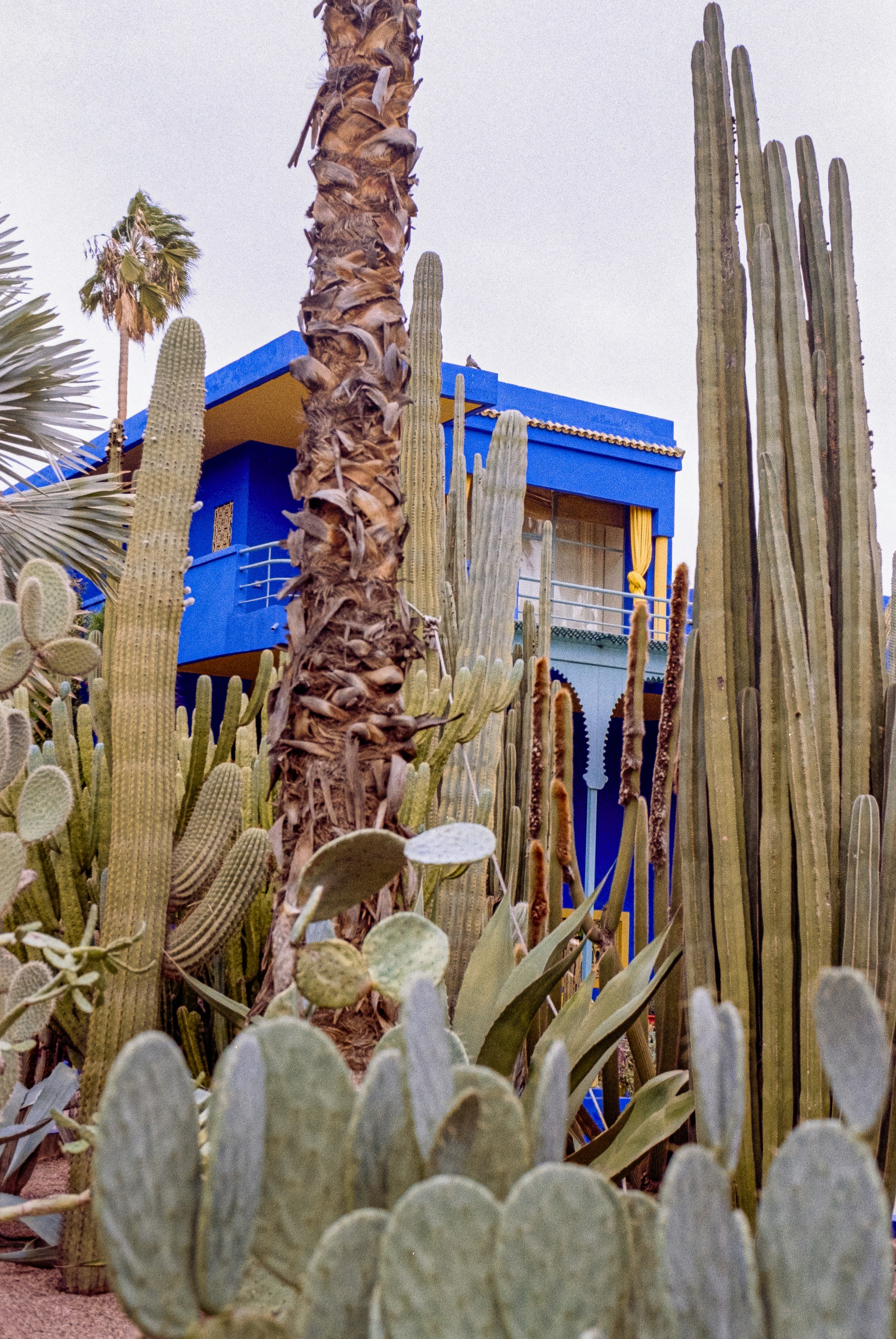 A vibrant blue building behind a collection of cacti.