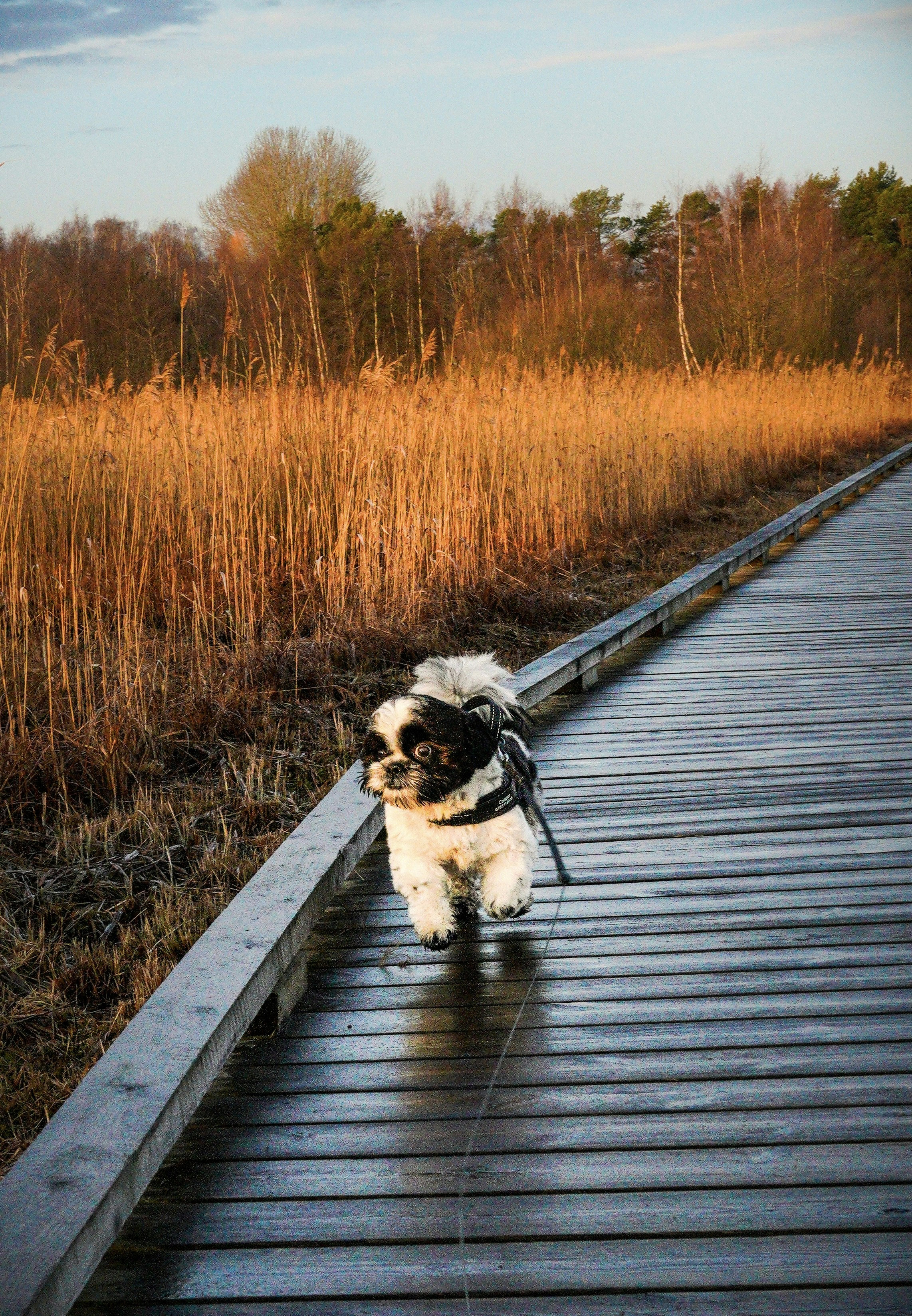A small dog walks on a wet wooden boardwalk.