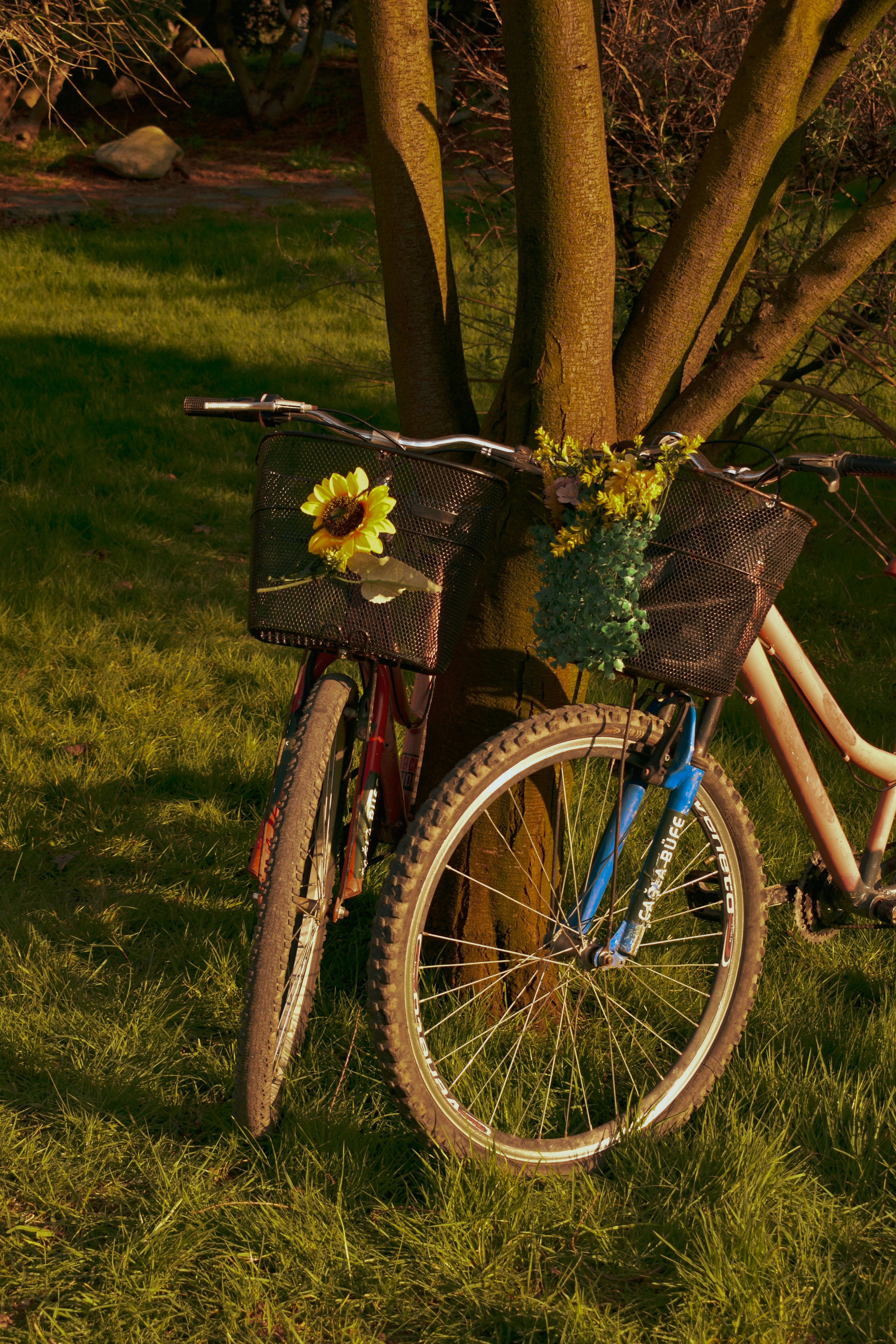 Duas bicicletas estacionadas ao lado de uma árvore com flores.