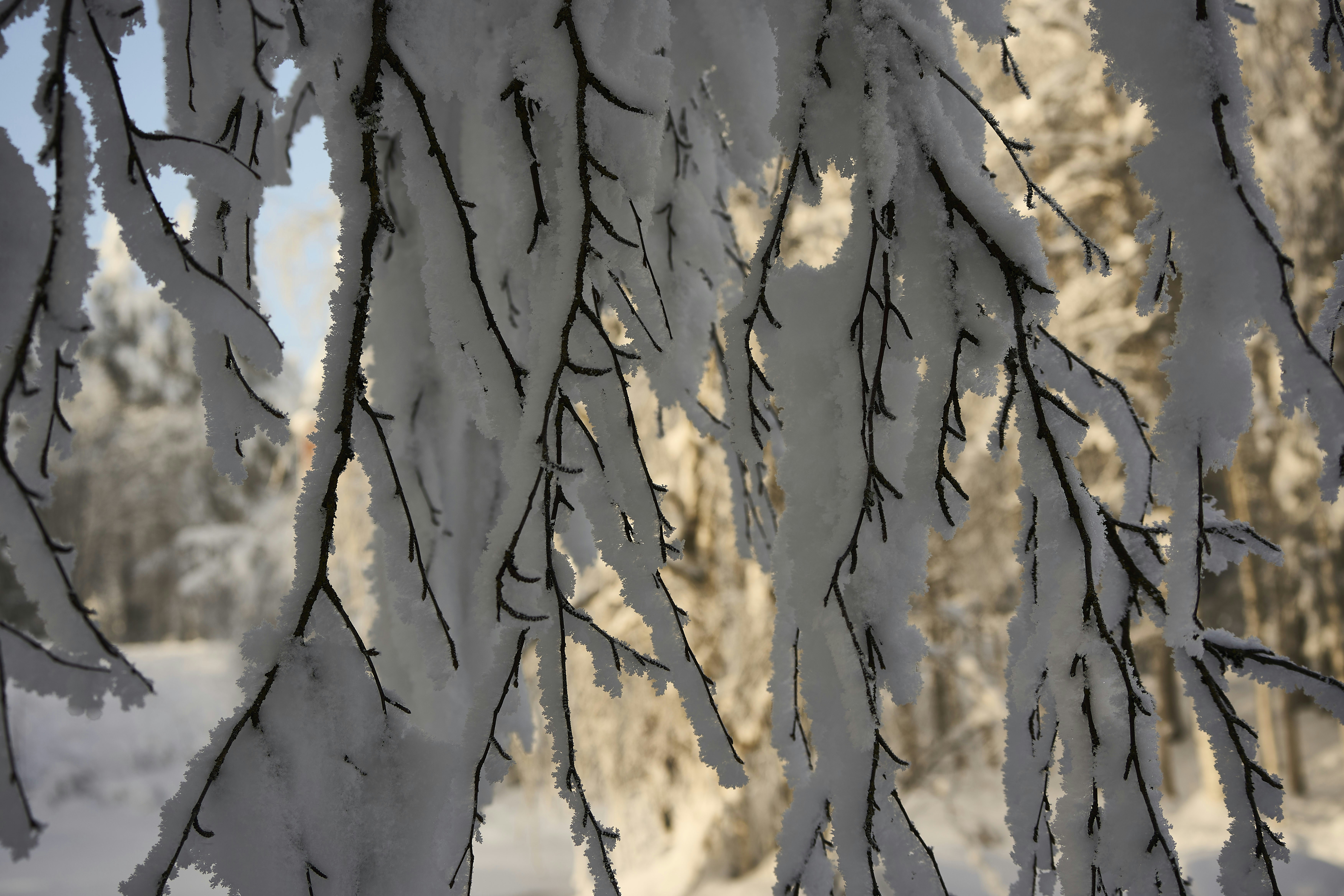 Photo by wolfgang_hasselmann