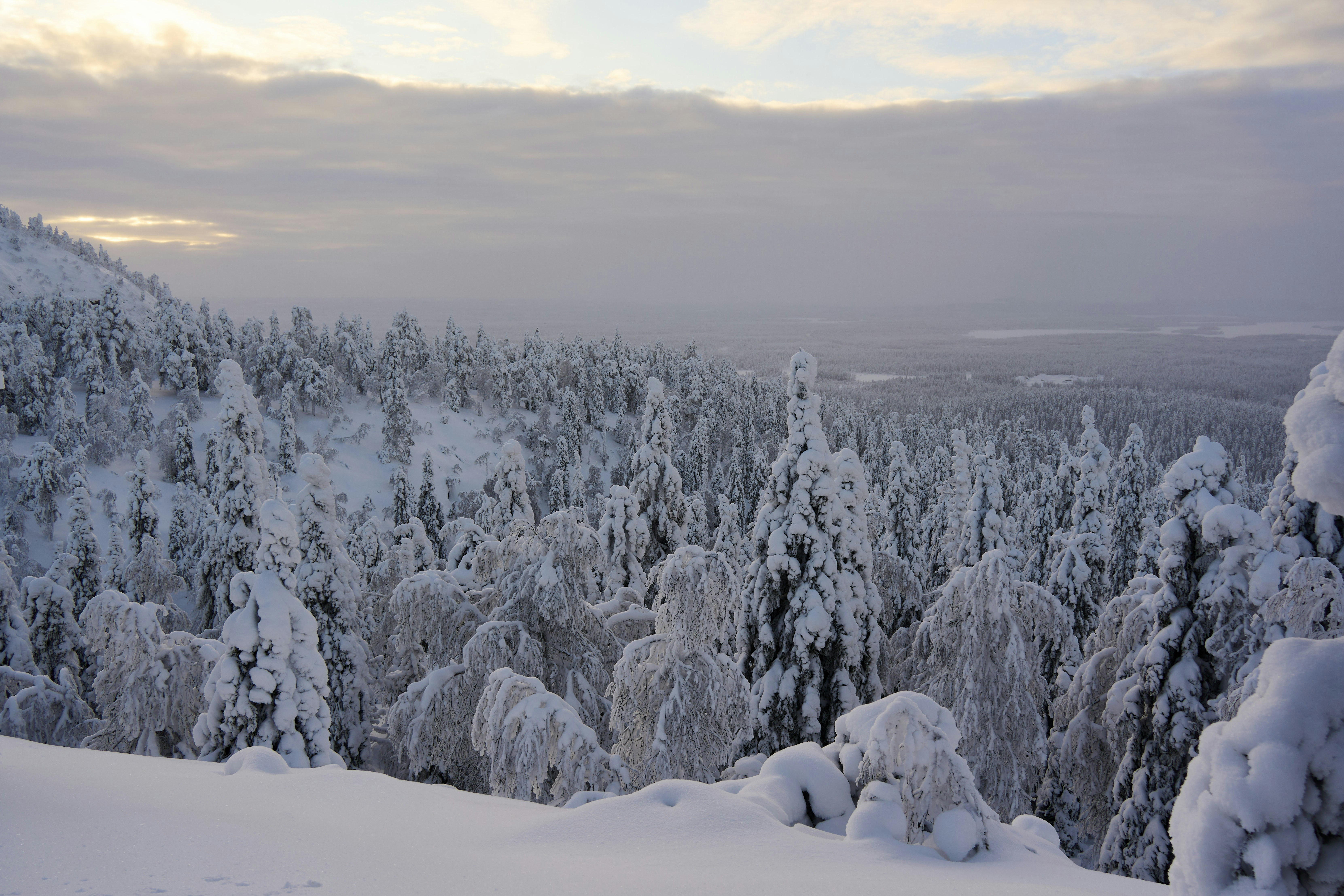 Photo by wolfgang_hasselmann