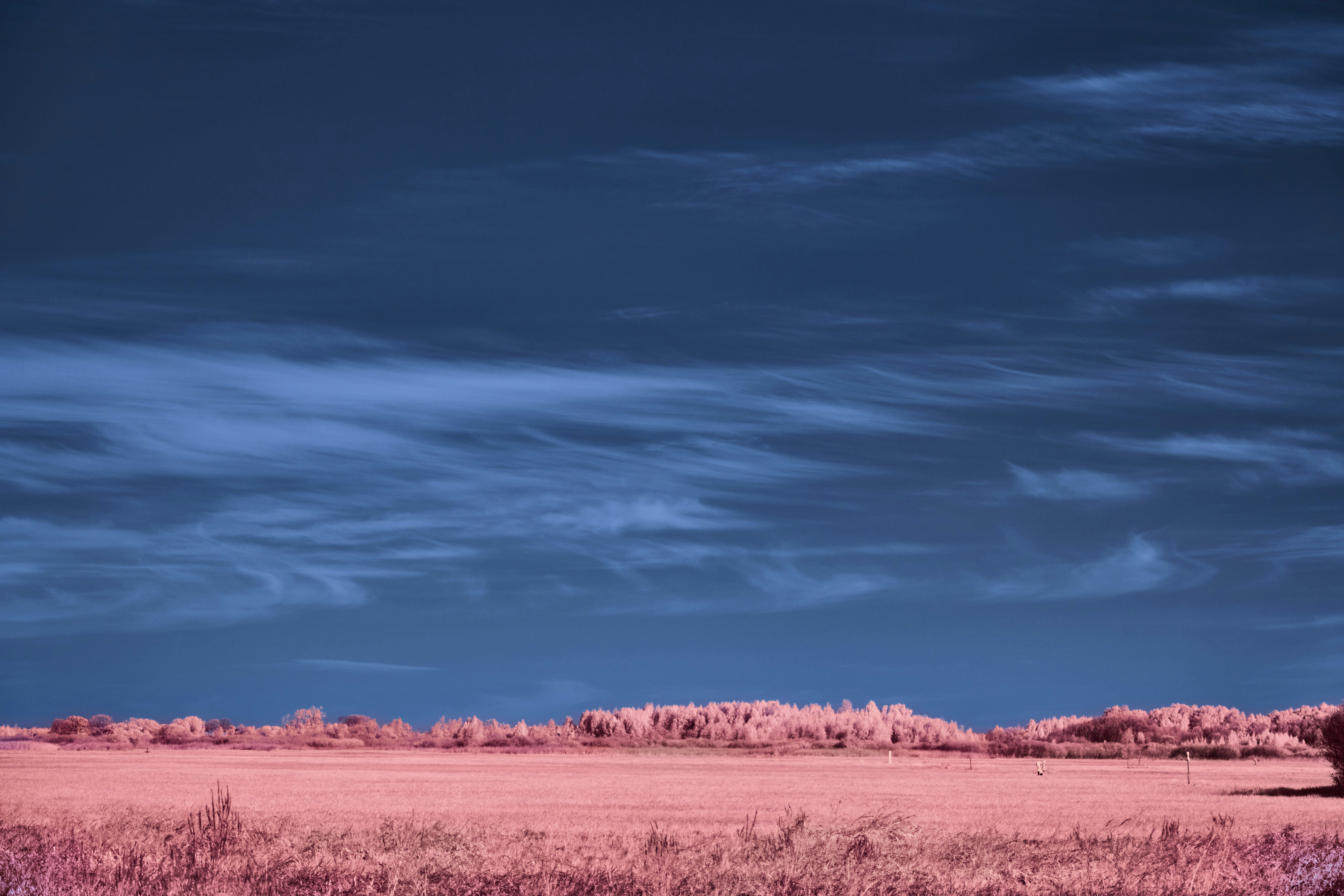 Photo by wolfgang_hasselmann