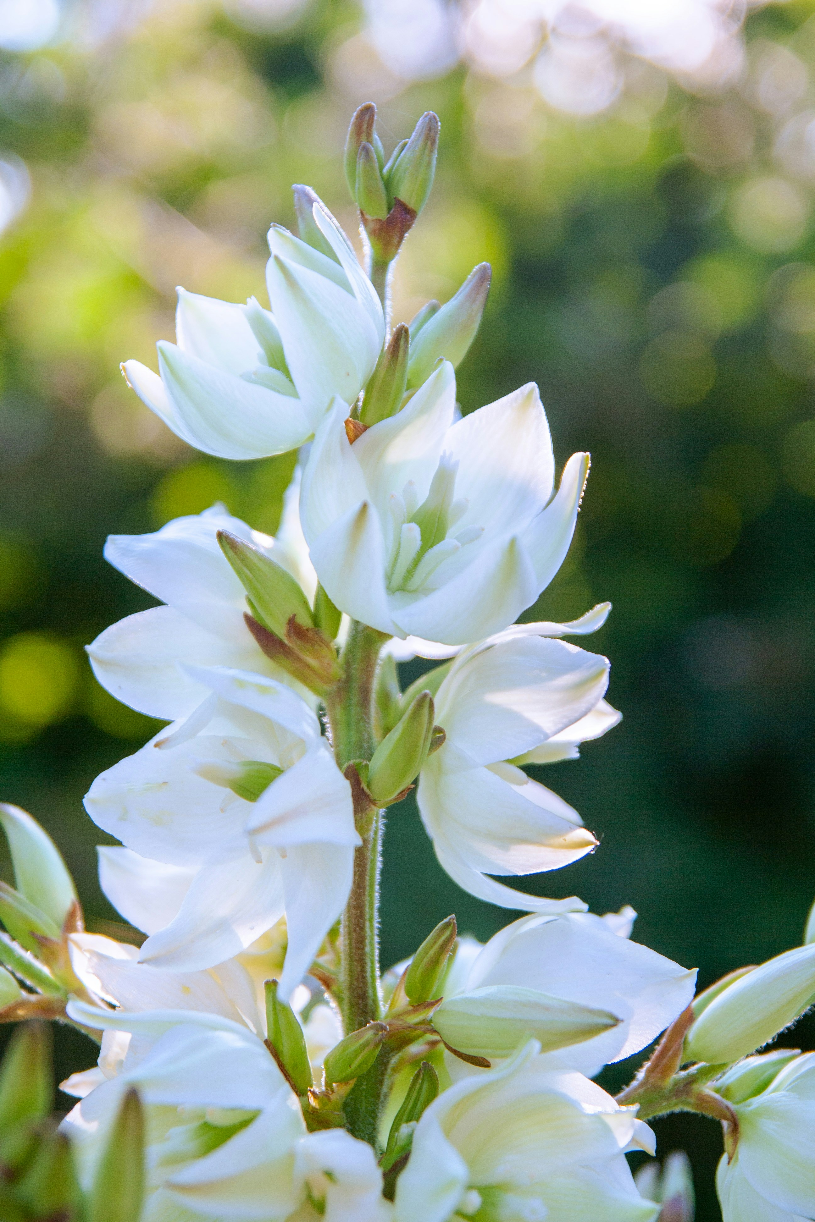開花中の白いユッカの花茎のクローズアップ