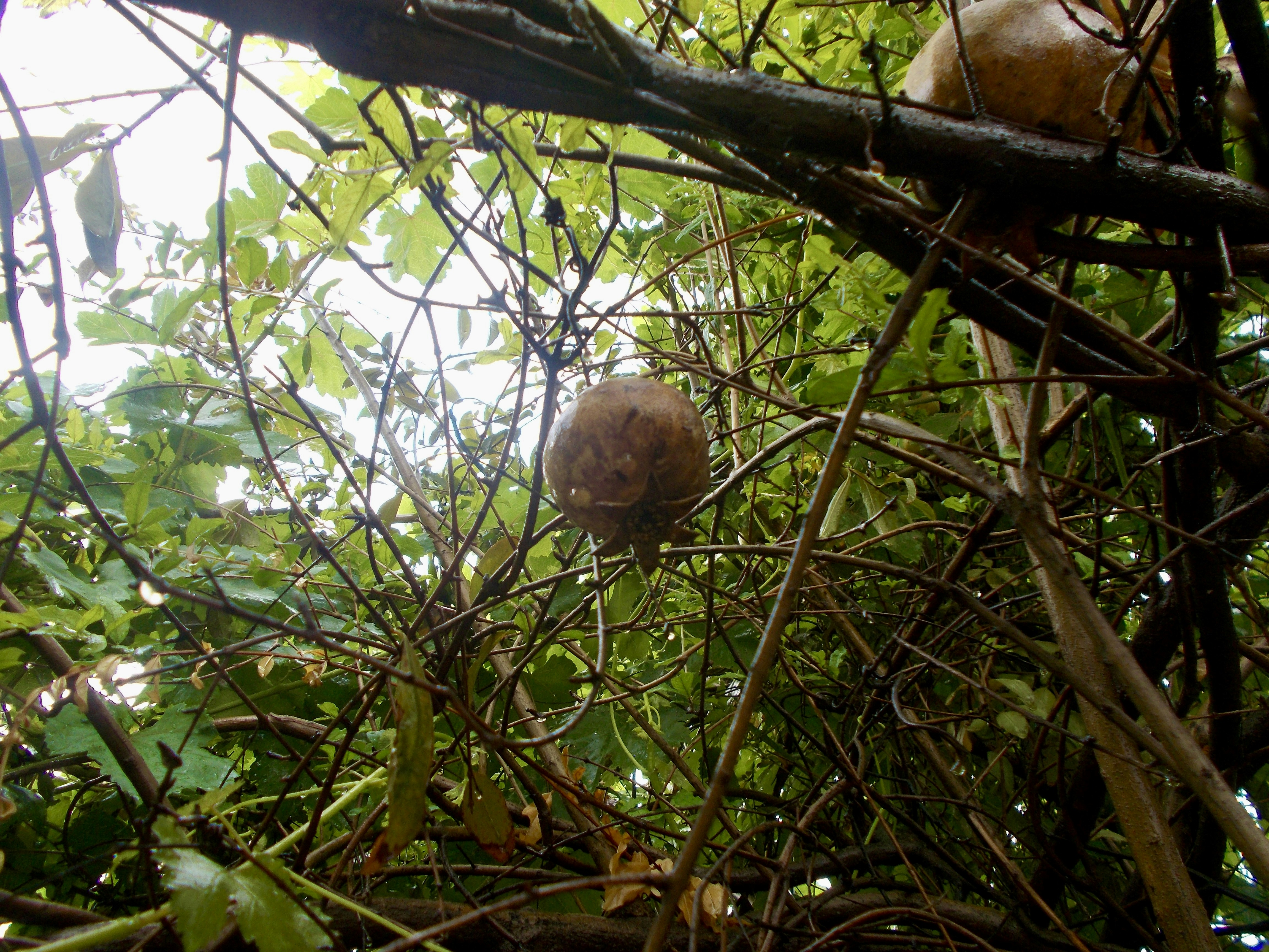 Low-angle view of ripe pomegranate hanging among tangled branches and lush green leaves, capturing natural light and organic garden beauty. Fresh air!
