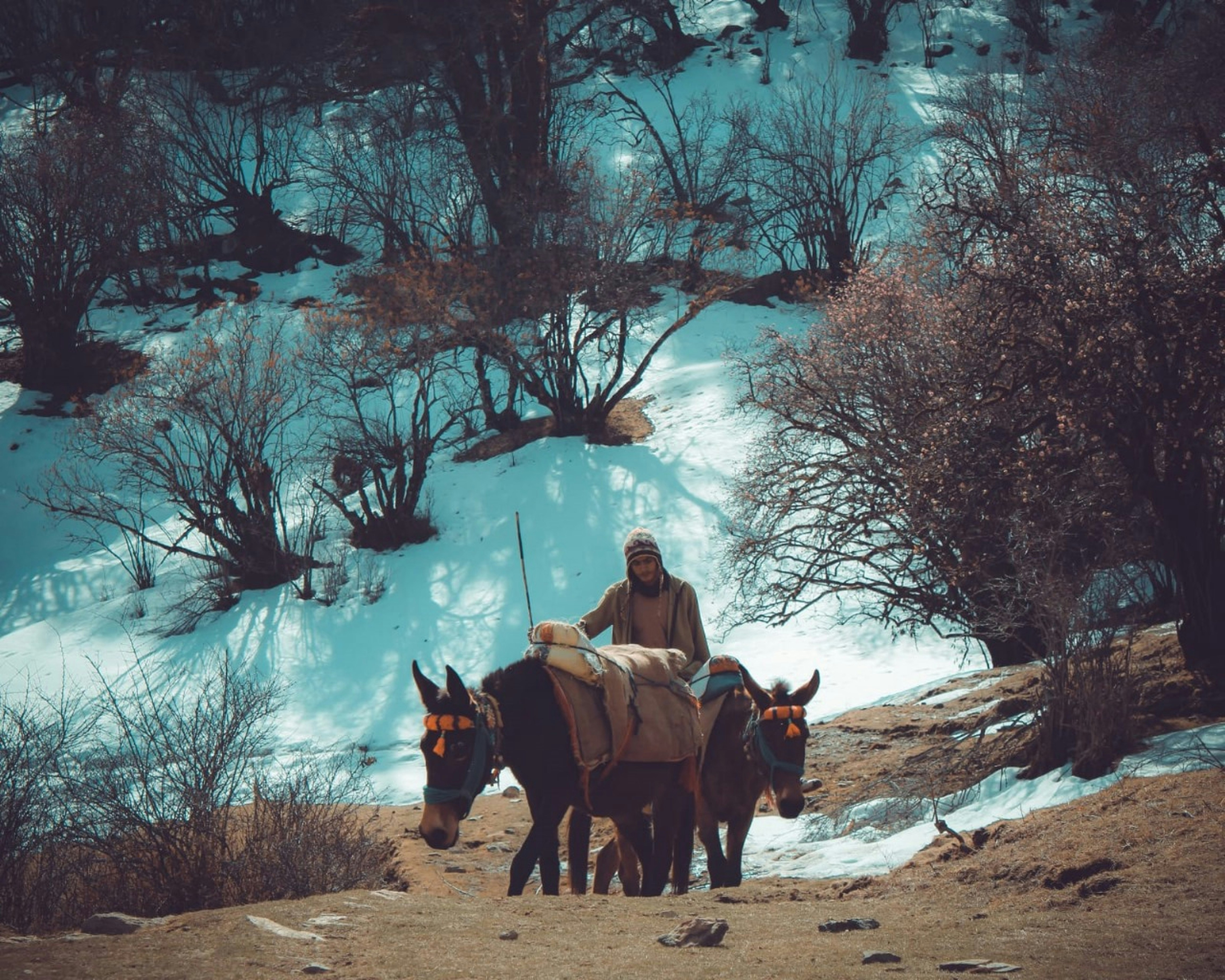 Man with two donkeys on a snowy mountain path