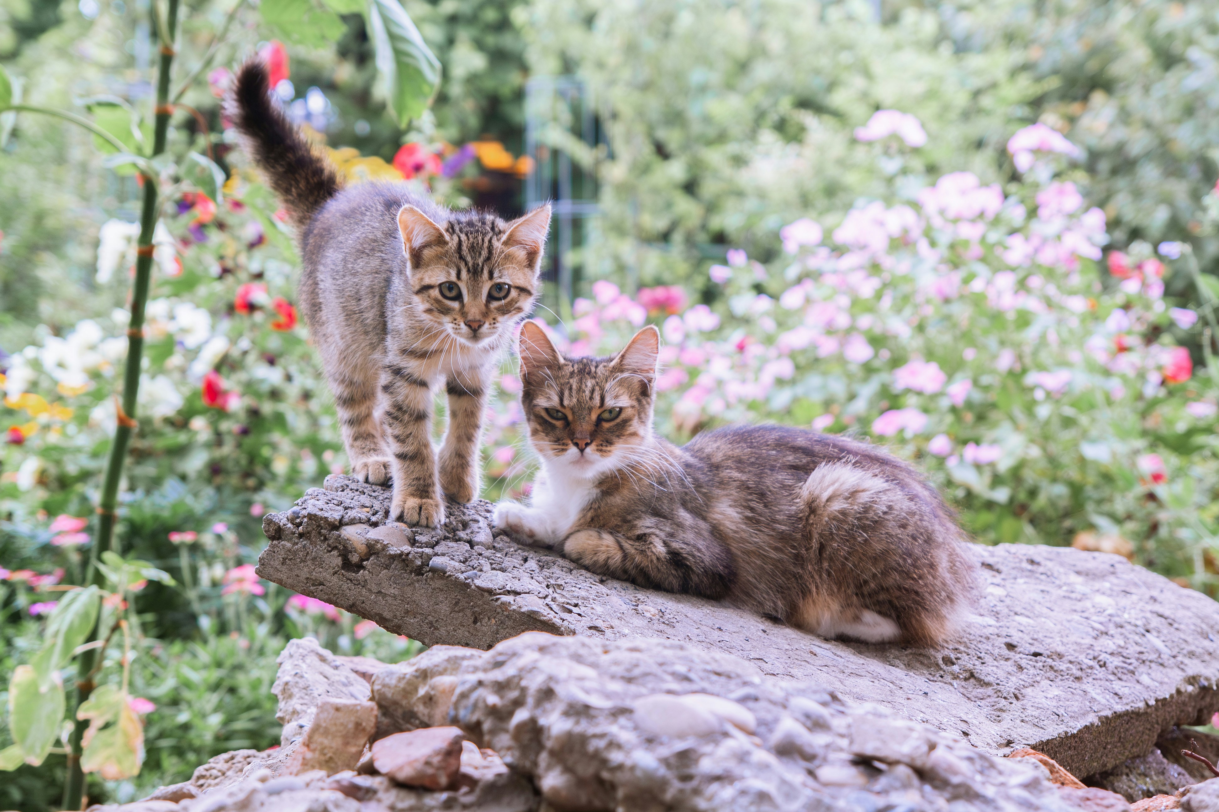 Two tabby kittens resting together on a stone ledge in a blooming garden.