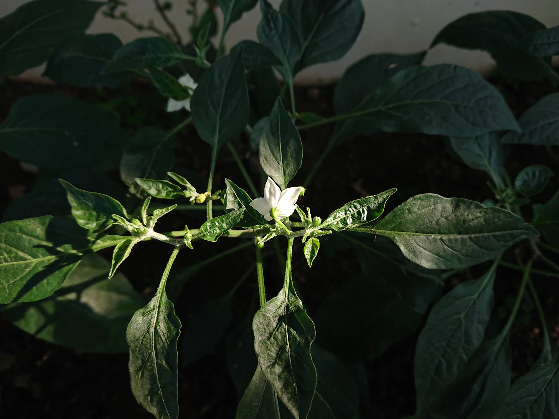 A single white pepper flower open among dark green leaves