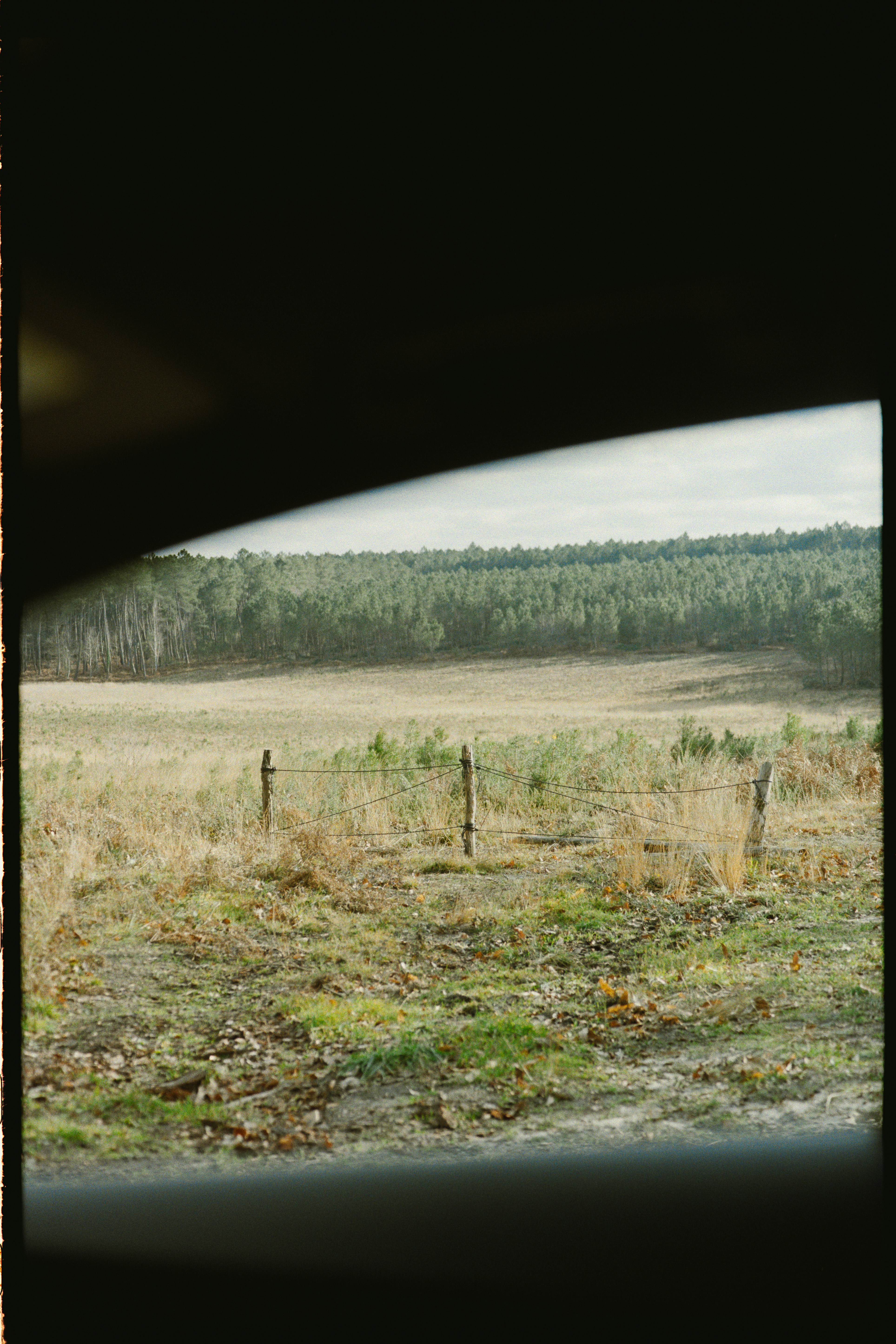 Champ sec avec des arbres clairsemés et une forêt lointaine.