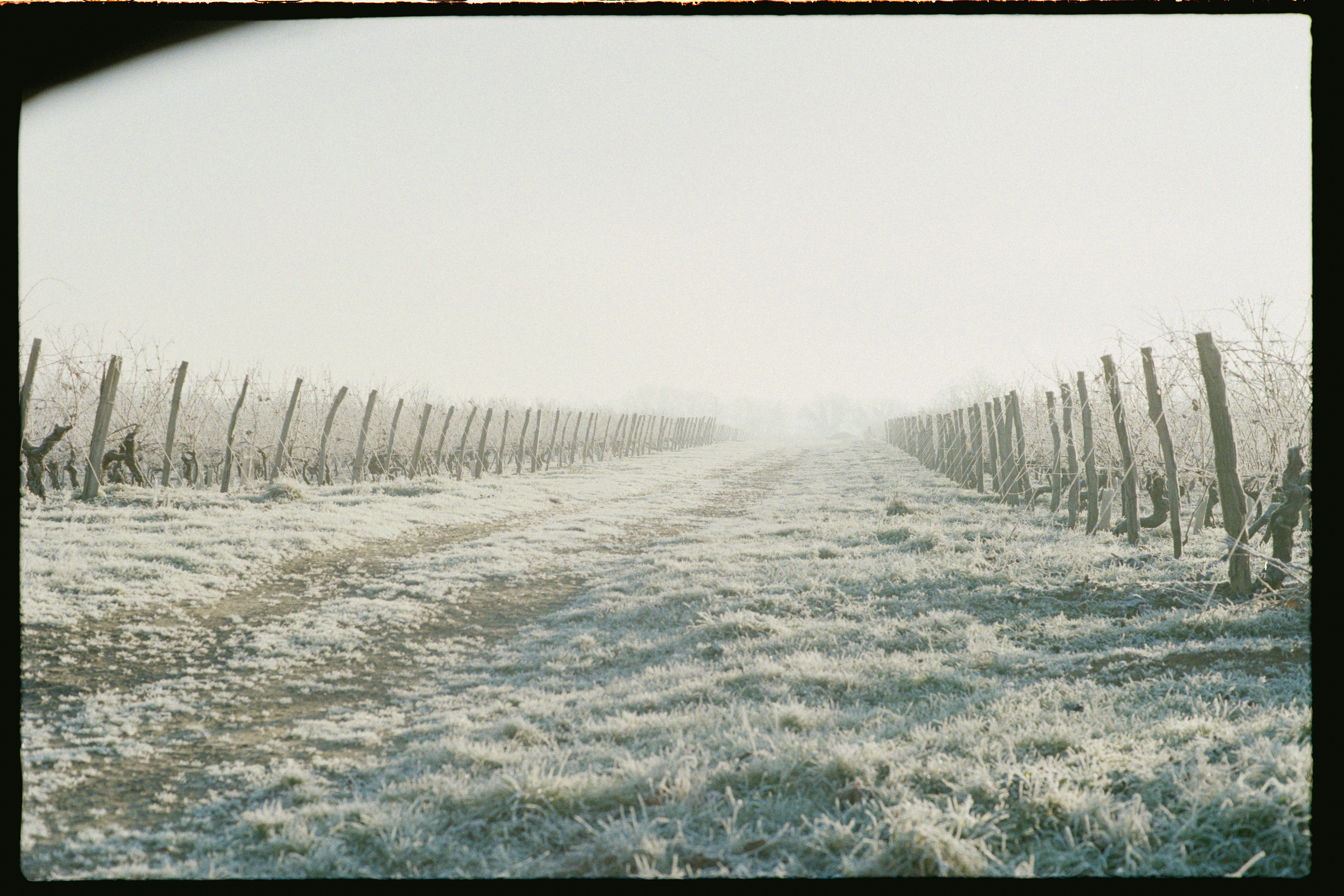 Rangées de vignobles glacés par un matin brumeux