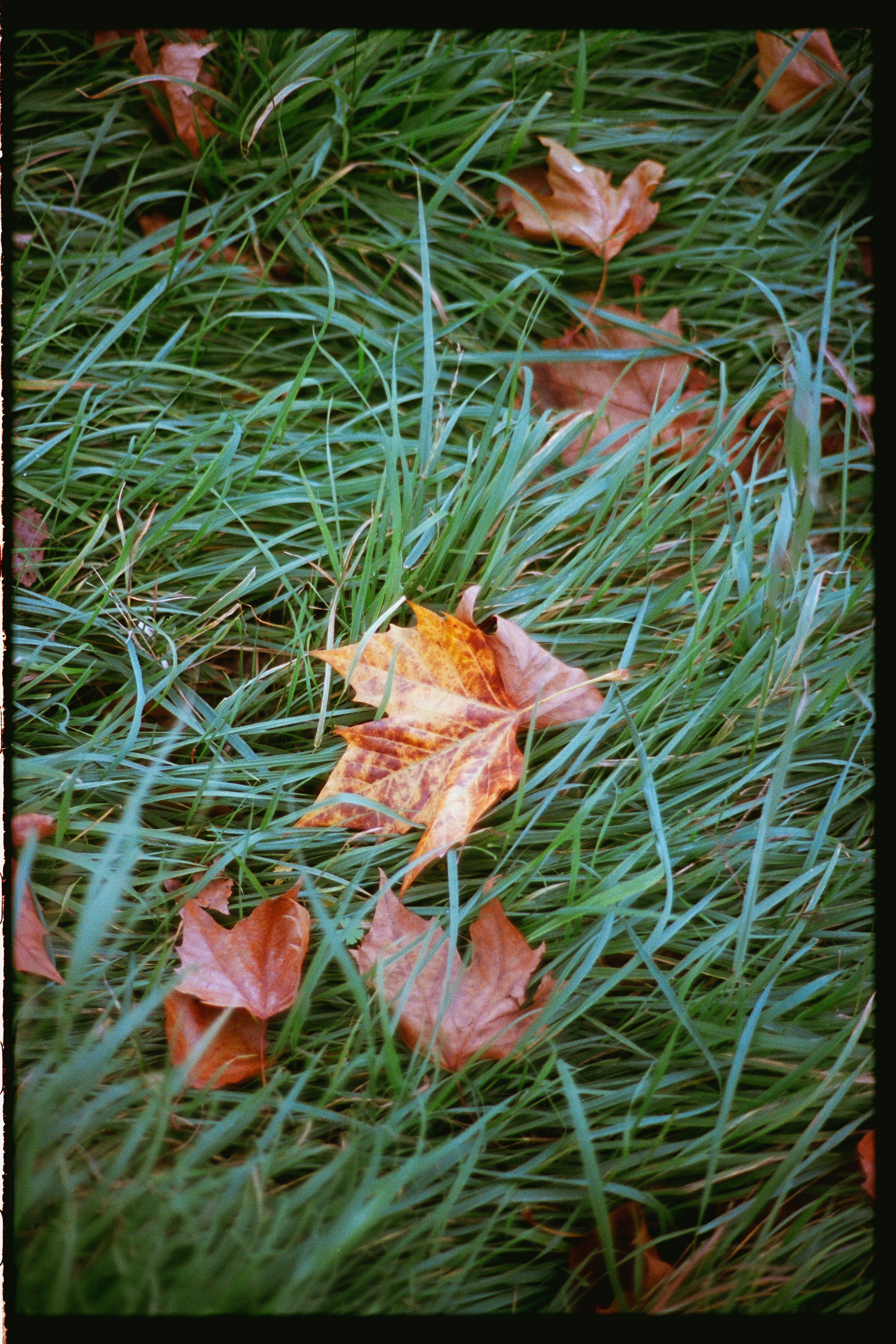 Des feuilles d’automne tombées éparpillées sur l’herbe verte.