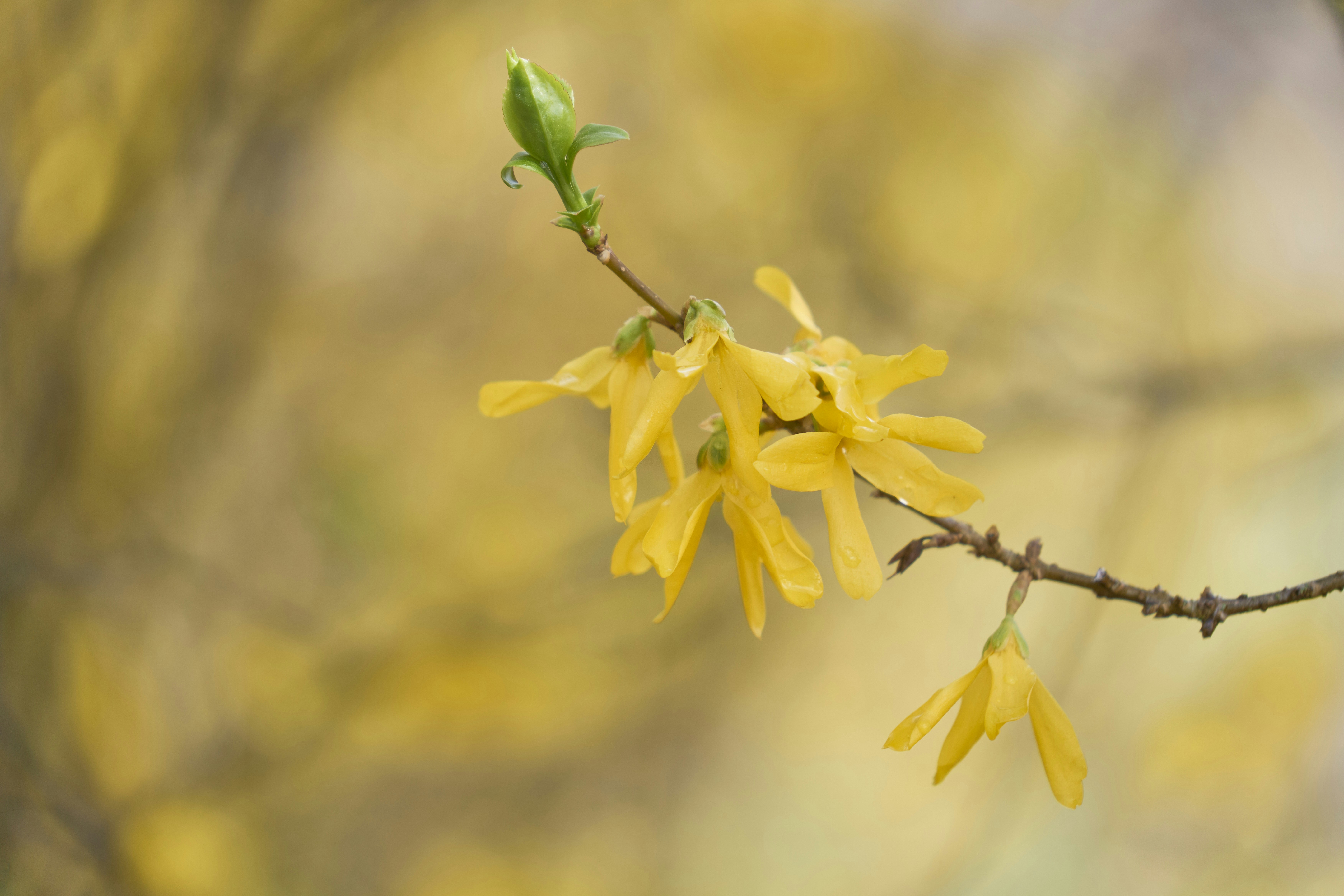 Photo by wolfgang_hasselmann