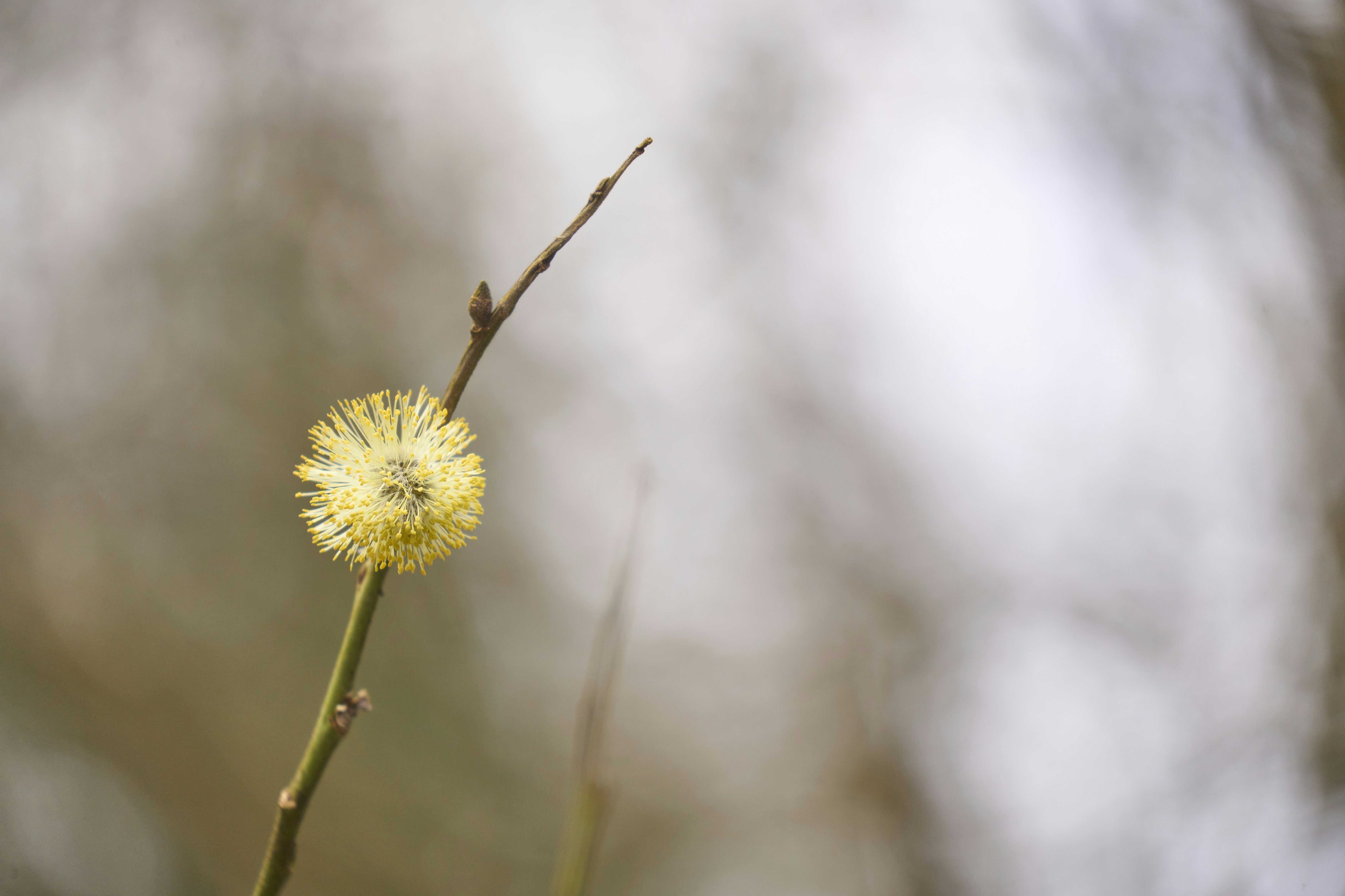 Photo by wolfgang_hasselmann