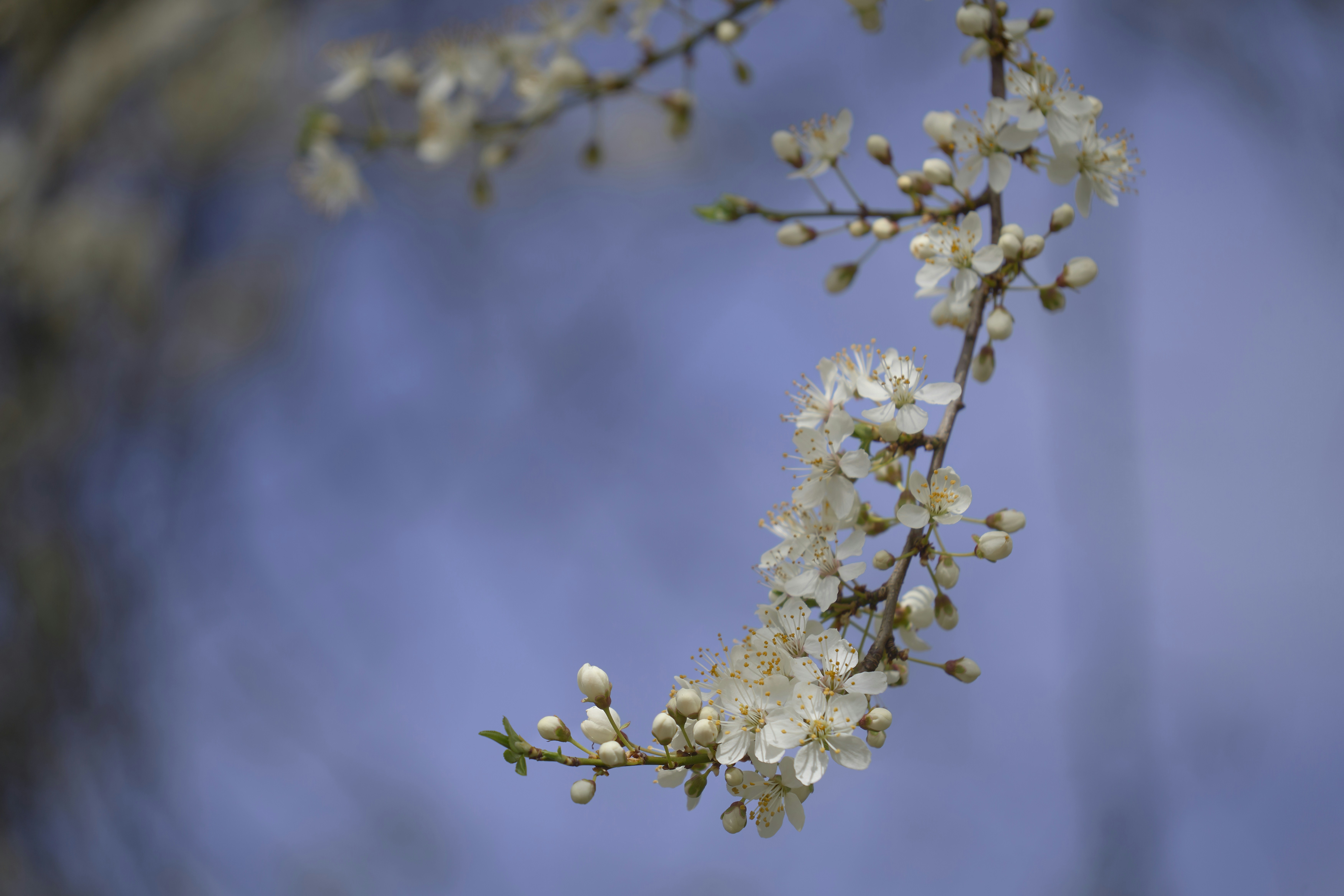 Photo by wolfgang_hasselmann