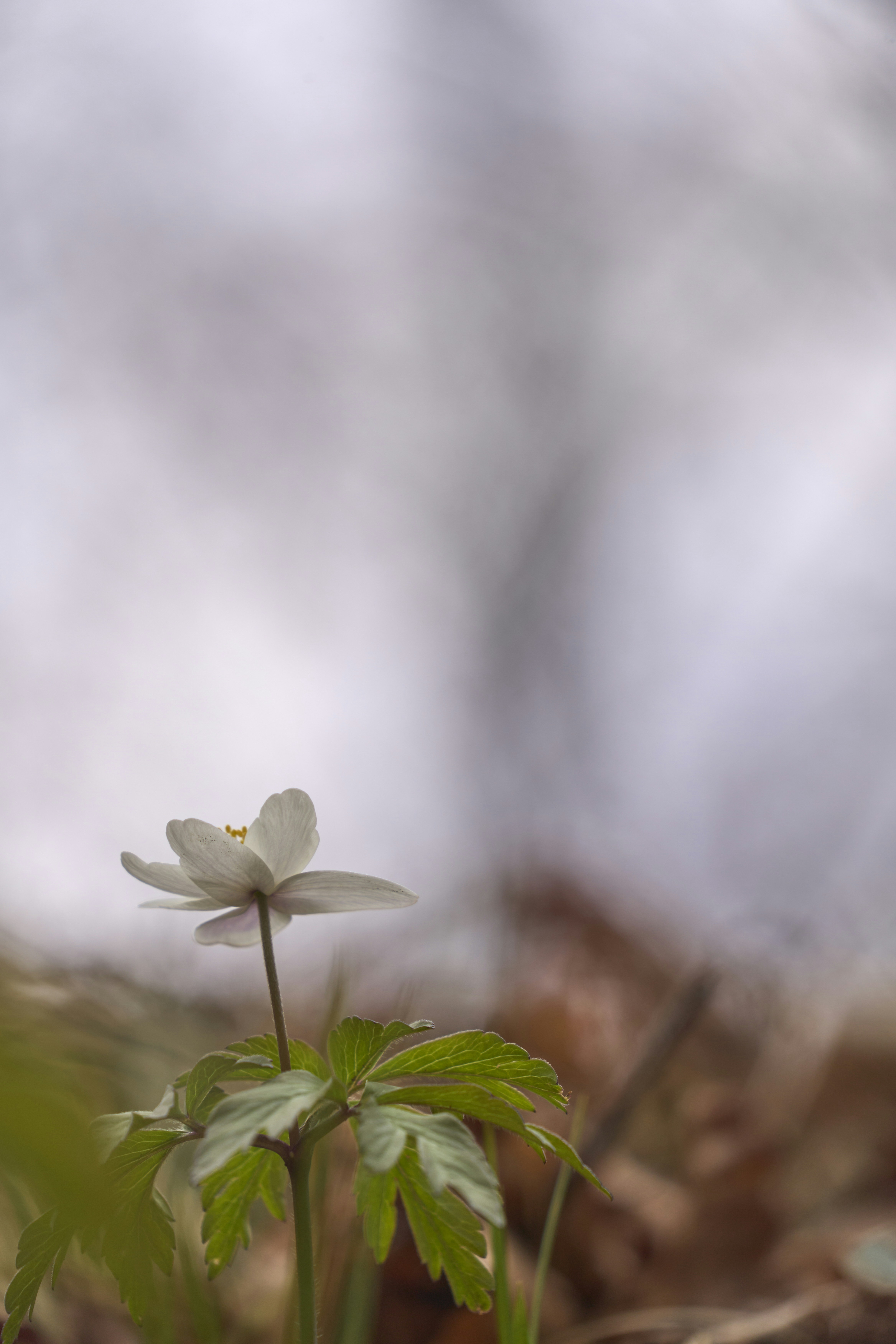 Photo by wolfgang_hasselmann