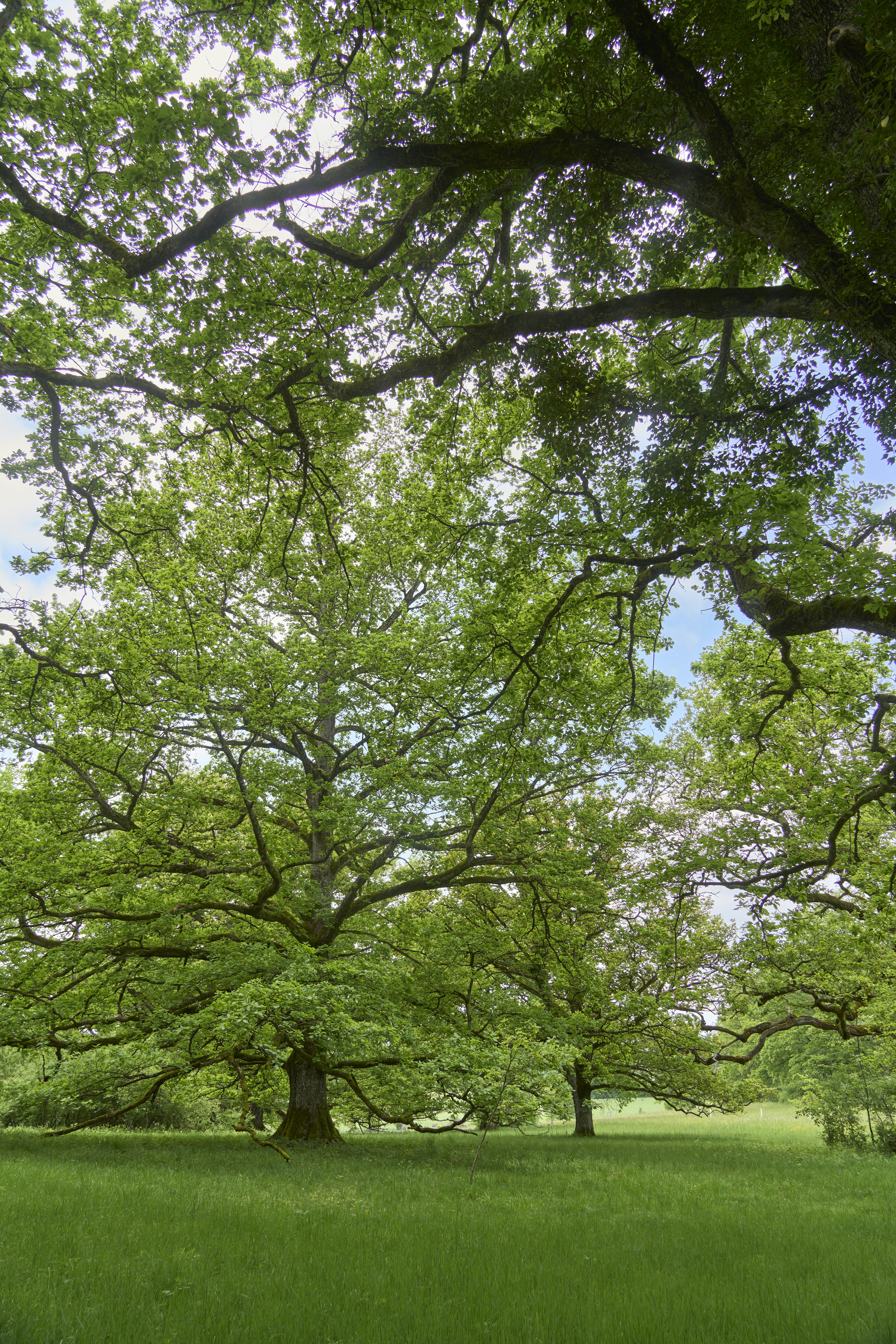 Photo by wolfgang_hasselmann