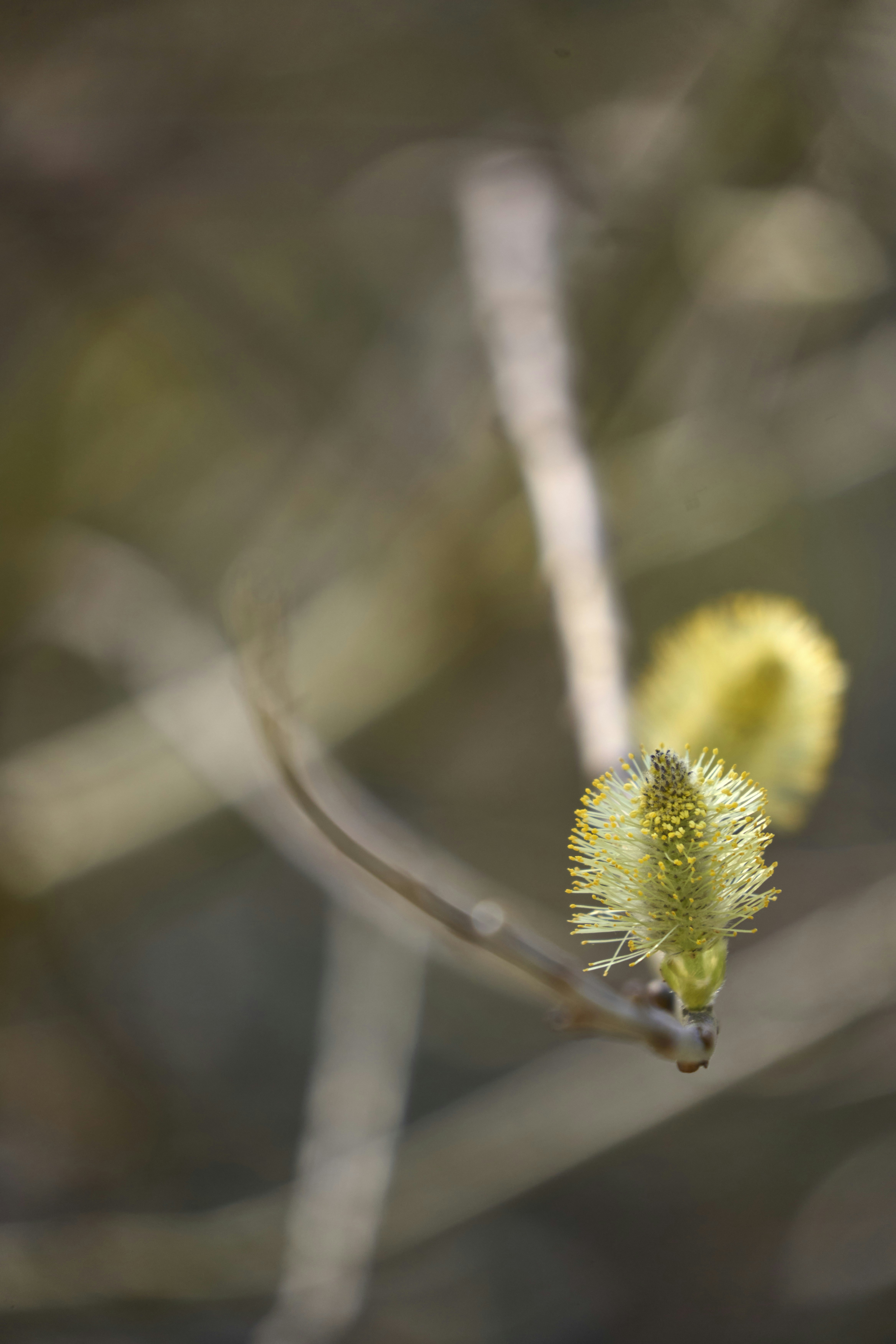 Photo by wolfgang_hasselmann