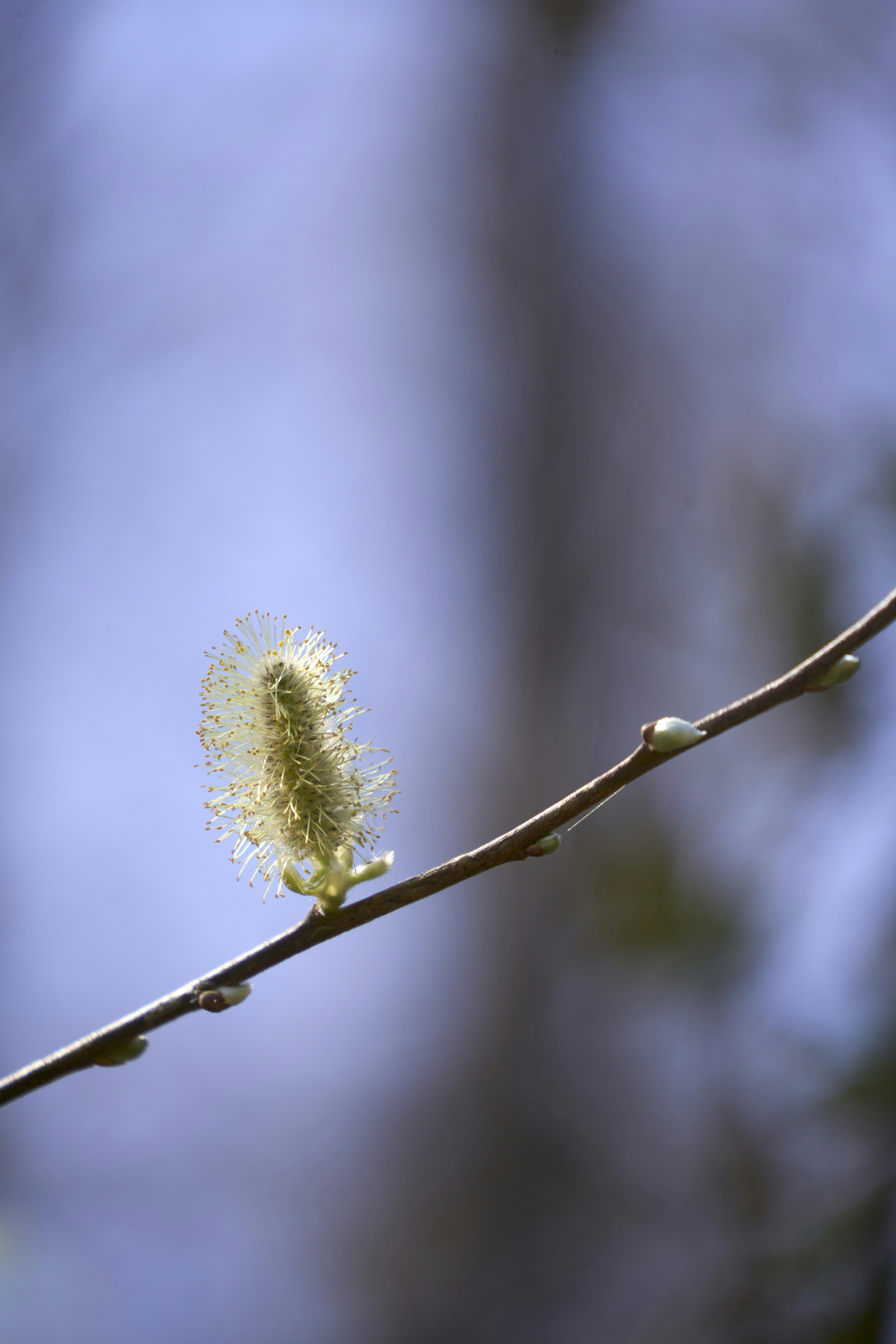 Photo by wolfgang_hasselmann