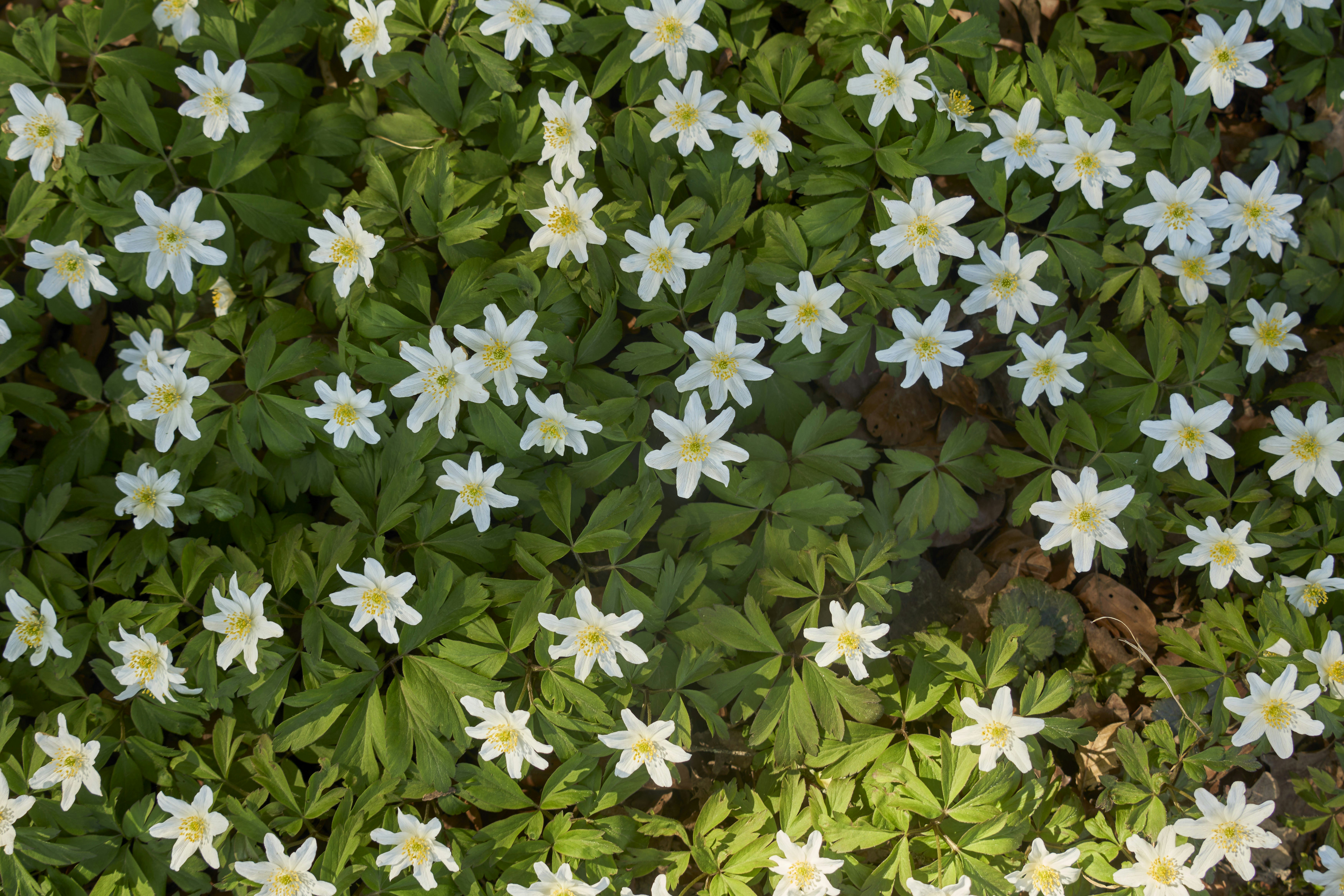 Photo by wolfgang_hasselmann