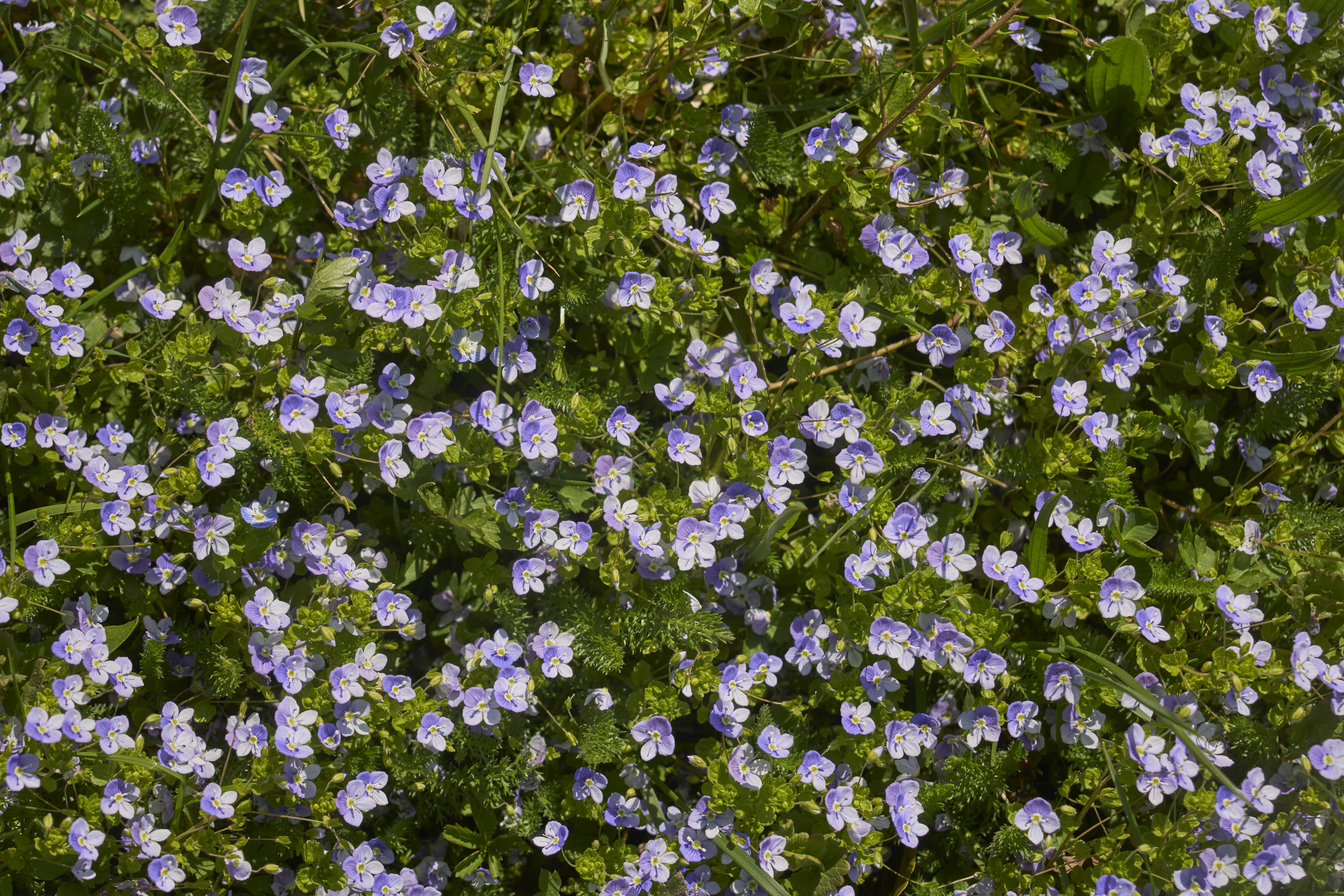 Photo by wolfgang_hasselmann