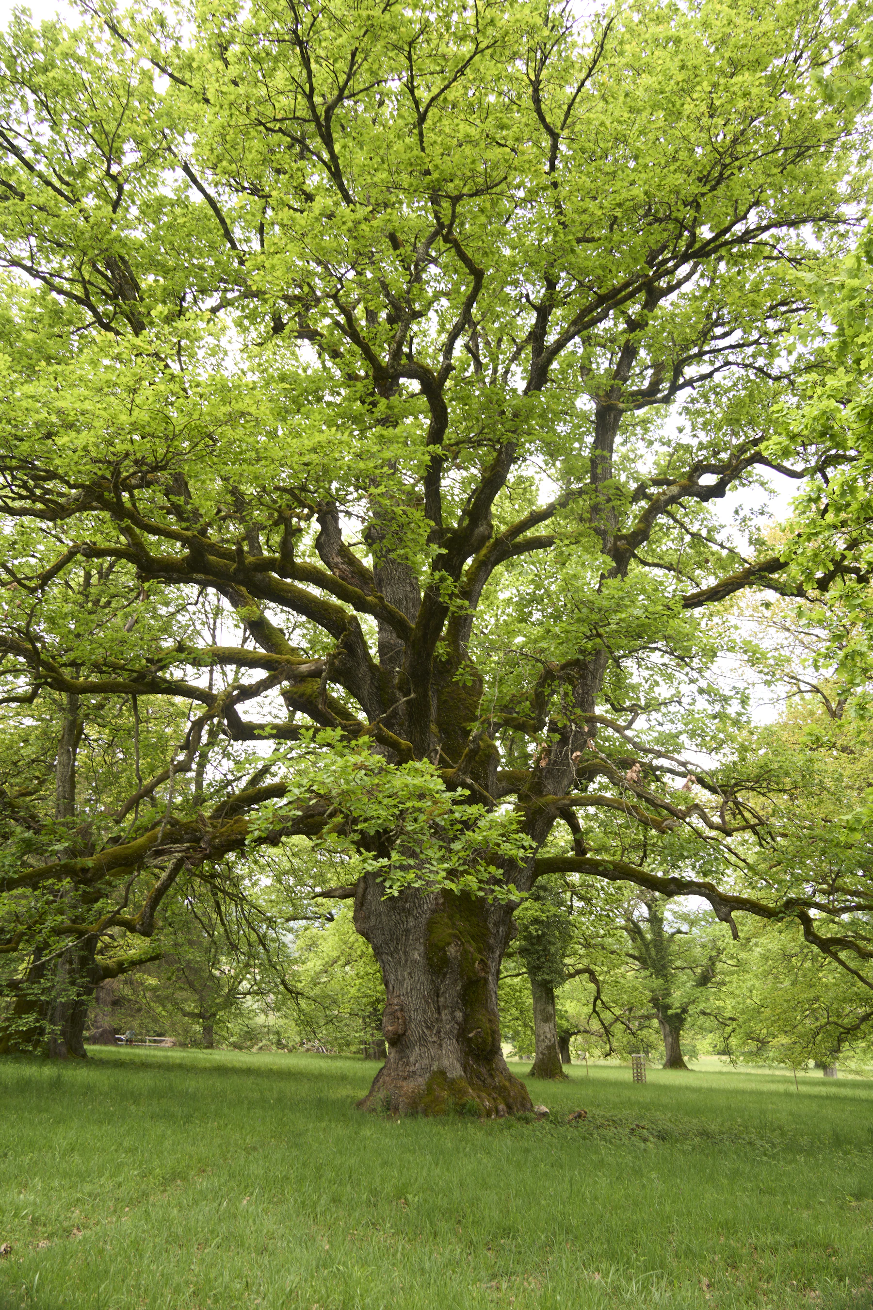 A large oak tree spreads its branches over green grass.