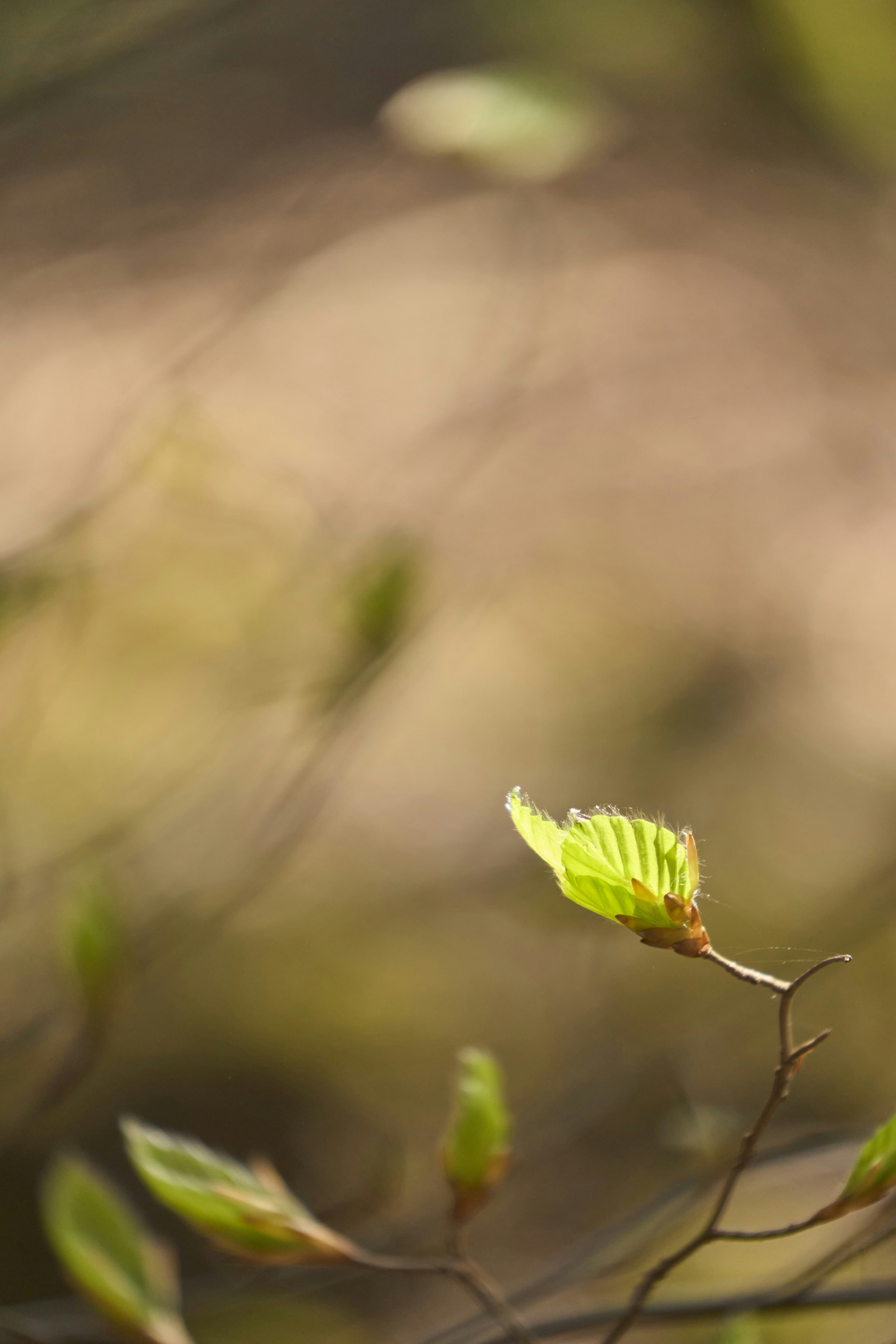 Photo by wolfgang_hasselmann