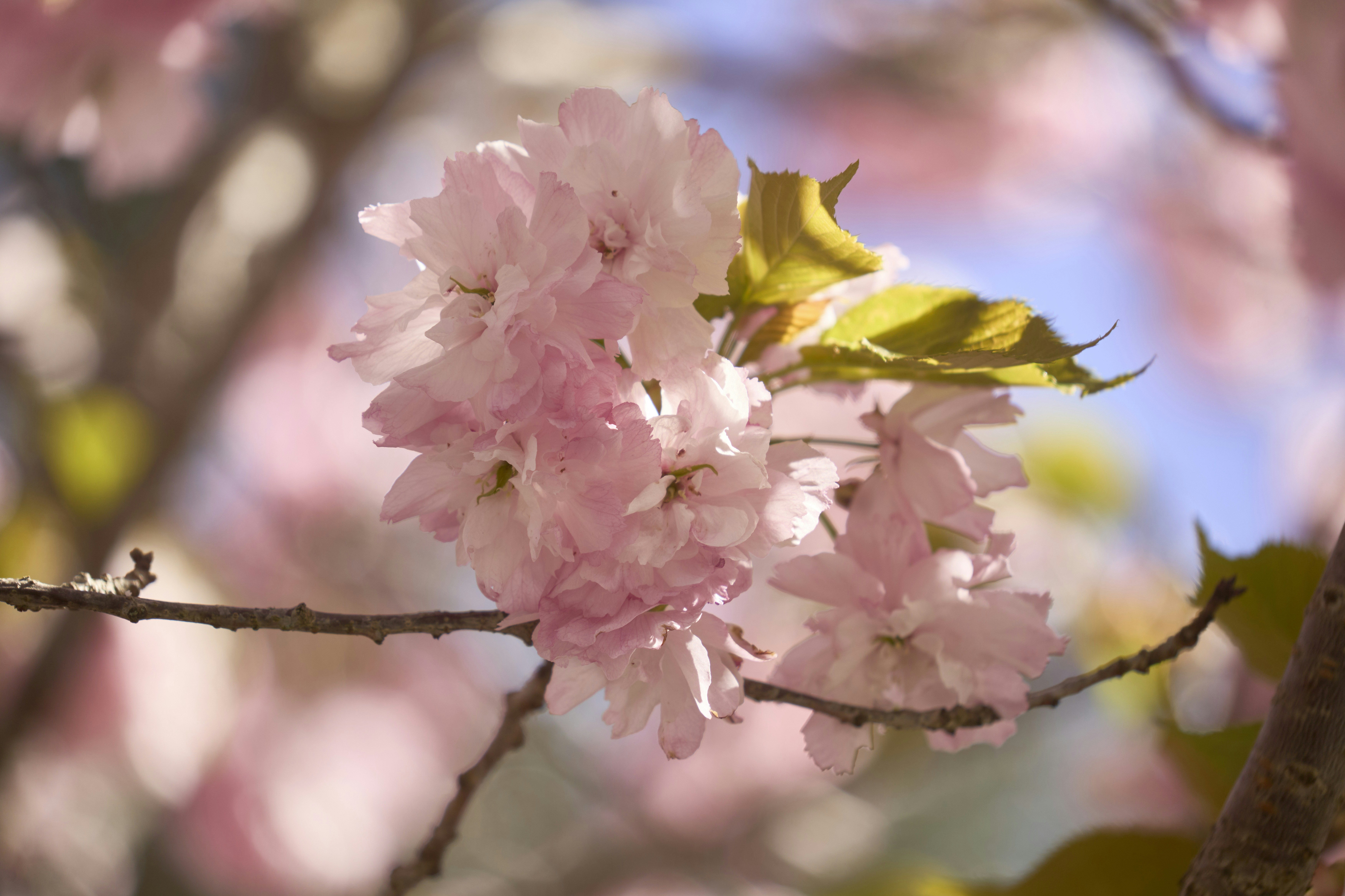 Photo by wolfgang_hasselmann