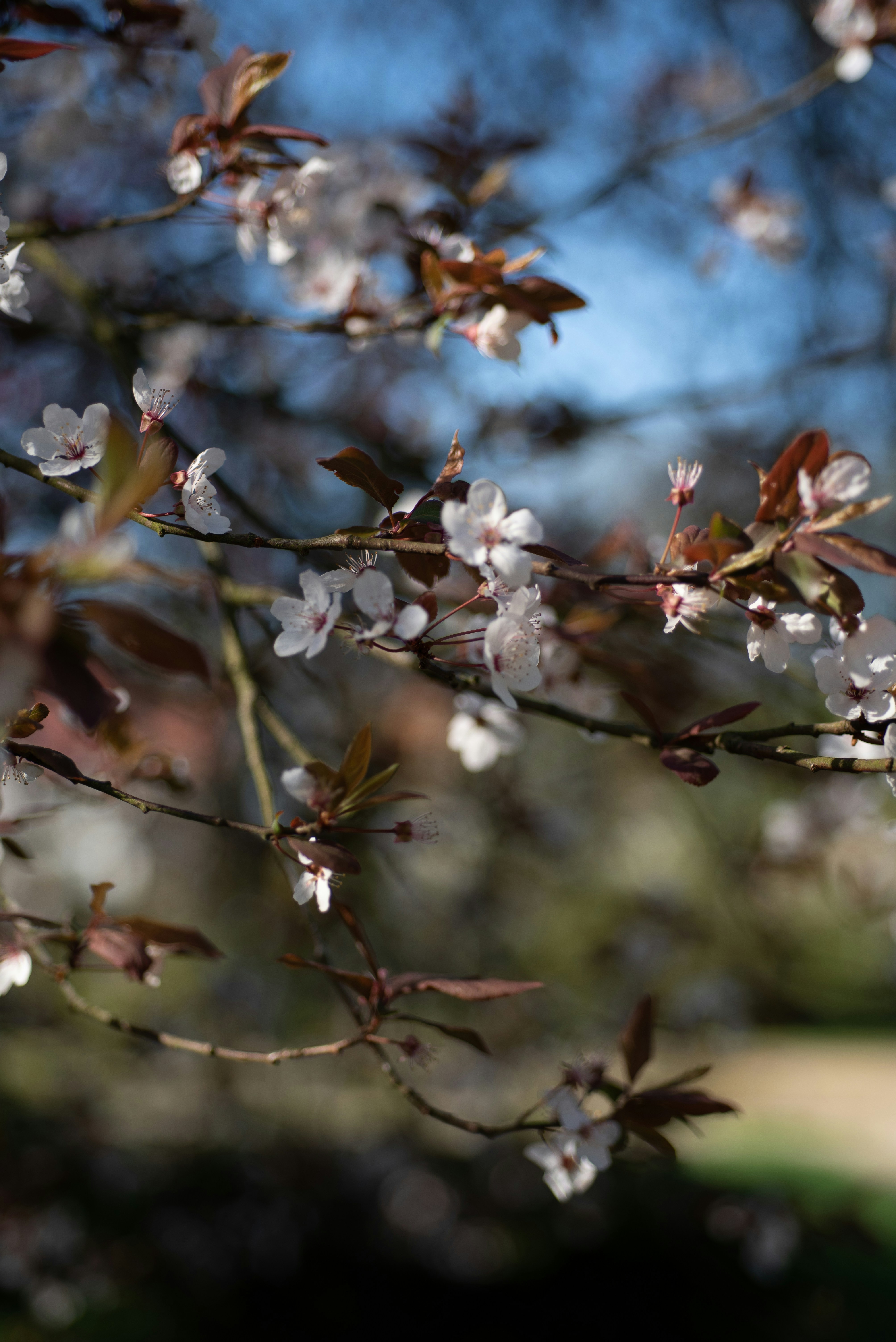 나뭇가지 위의 섬세한 흰 꽃들