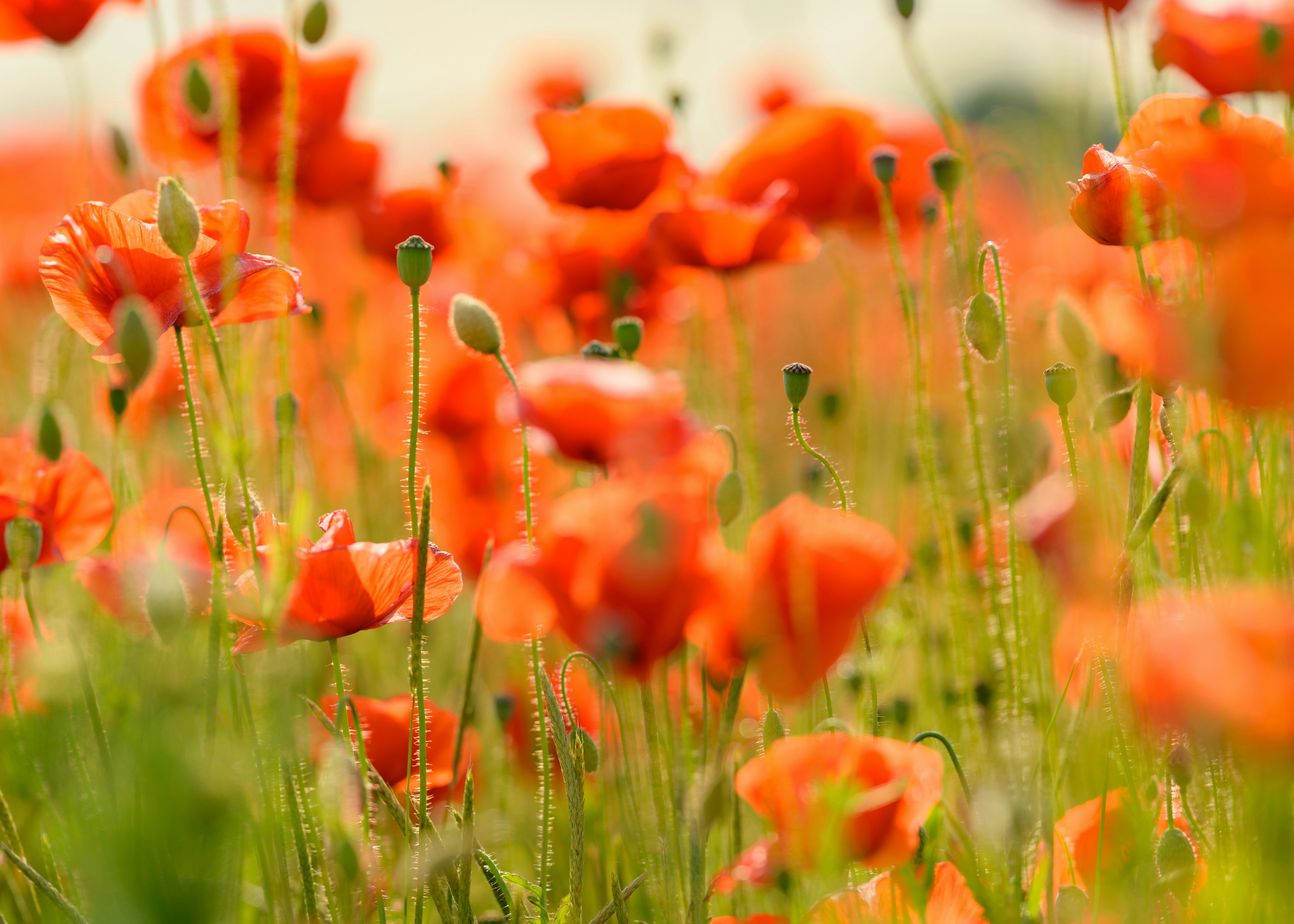 Photo by joanna_stolowicz