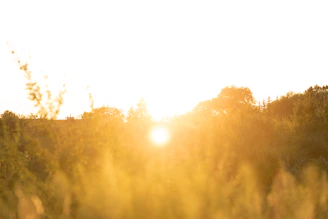 Golden sun setting over a grassy field.