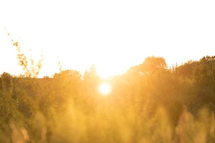 Golden sun setting over a grassy field.