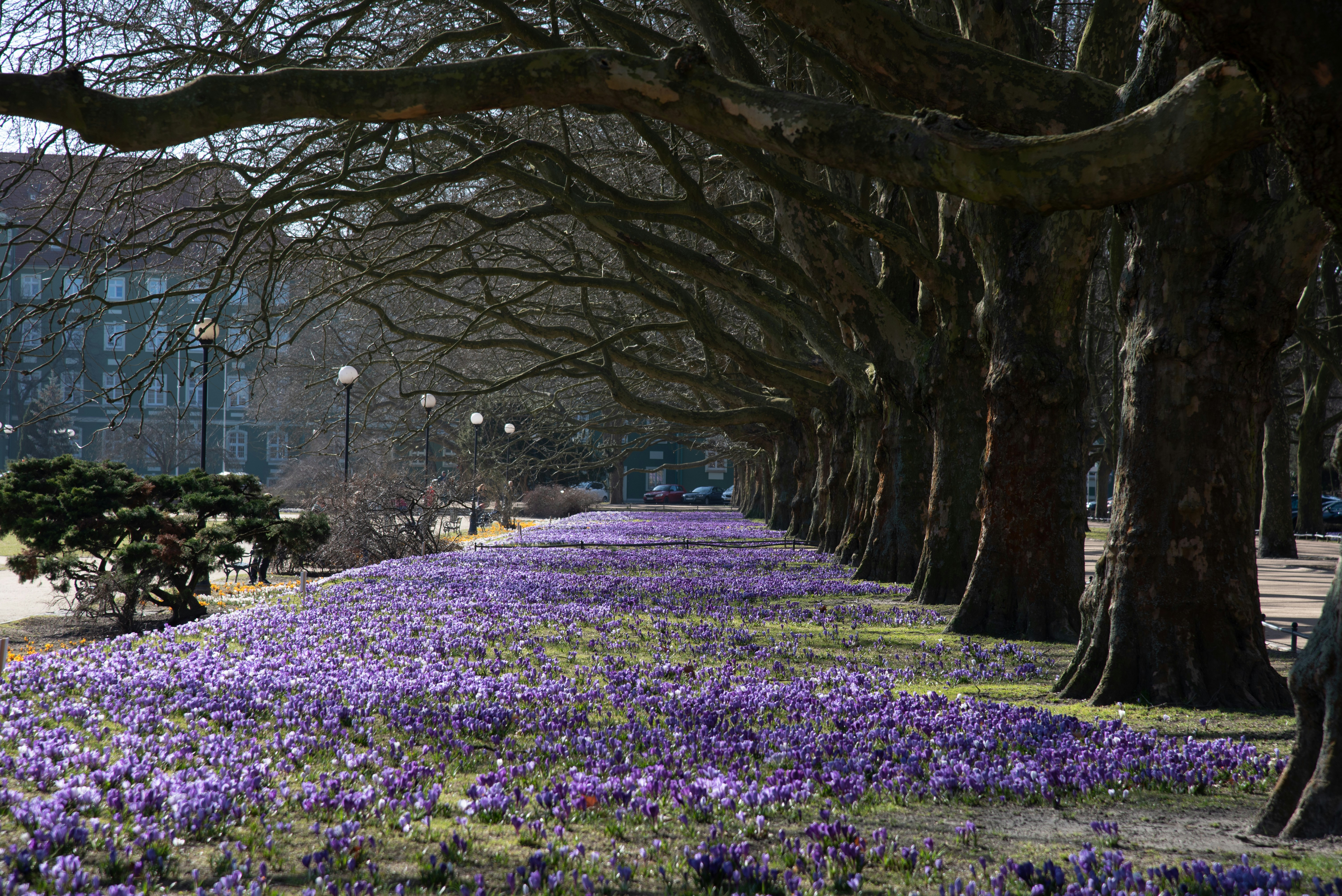 나무와 피어난 보라색 꽃들이 줄지어 선 길.