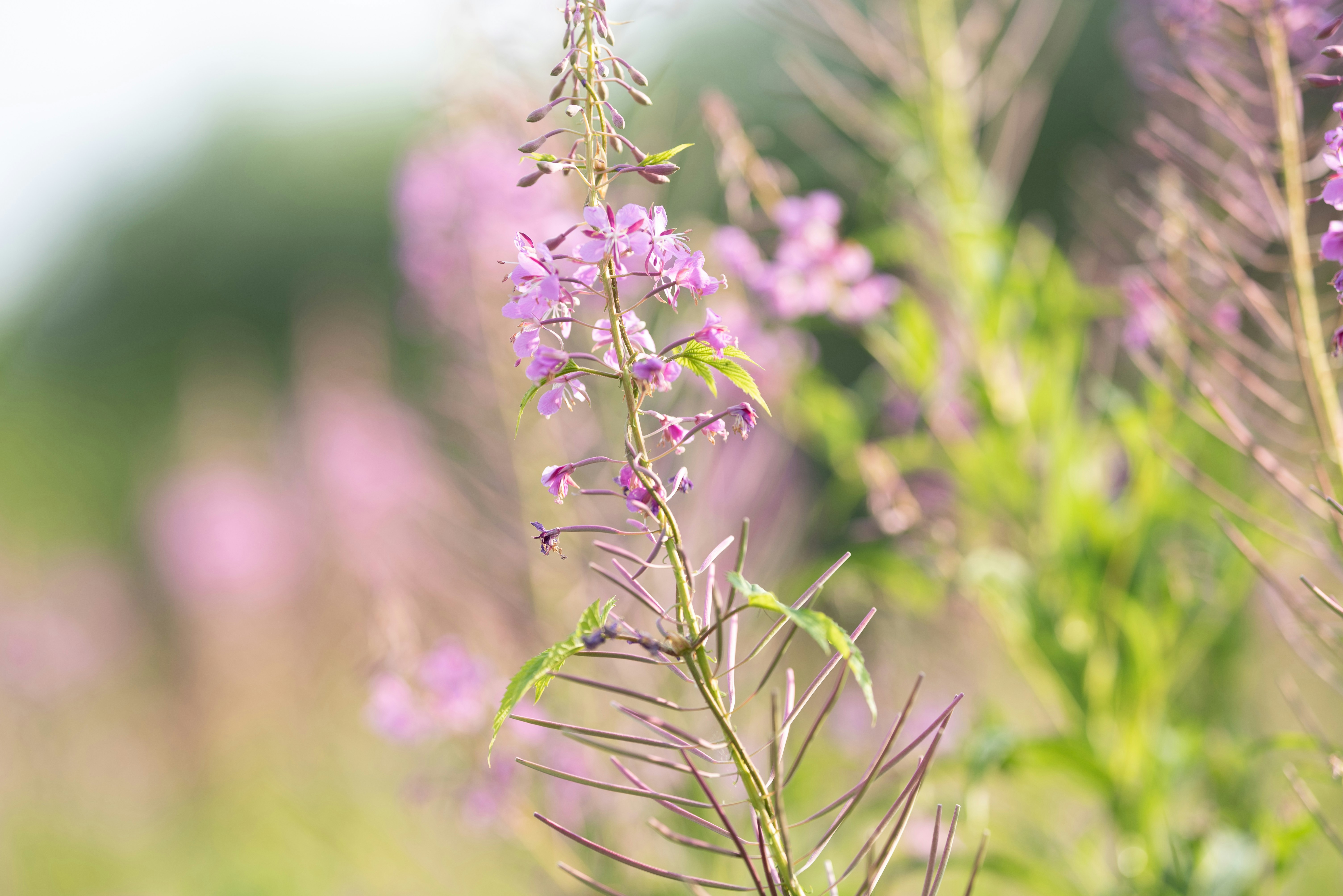 Photo by joanna_stolowicz