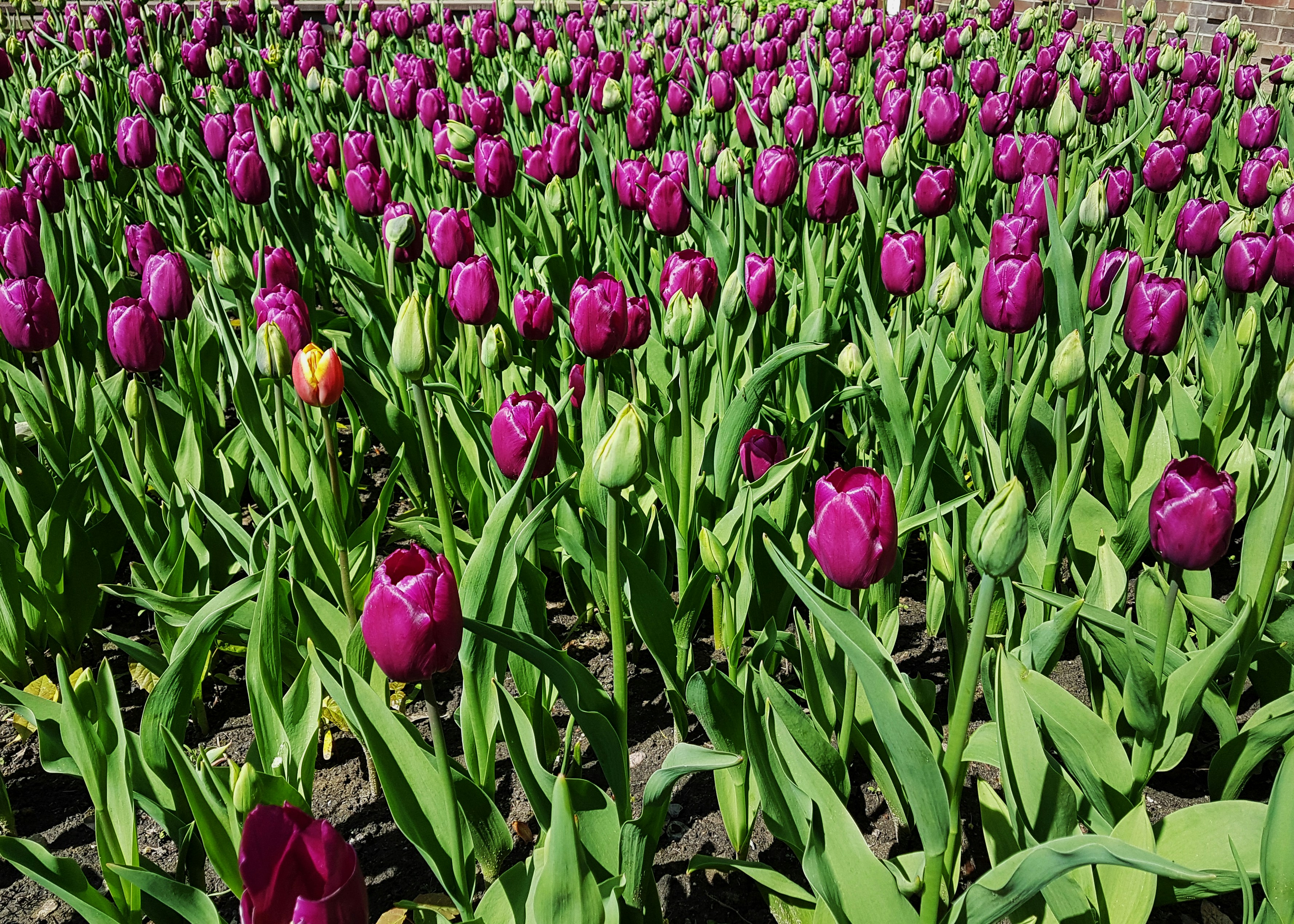 초록 잎이 있는 보라색 튤립 들판.