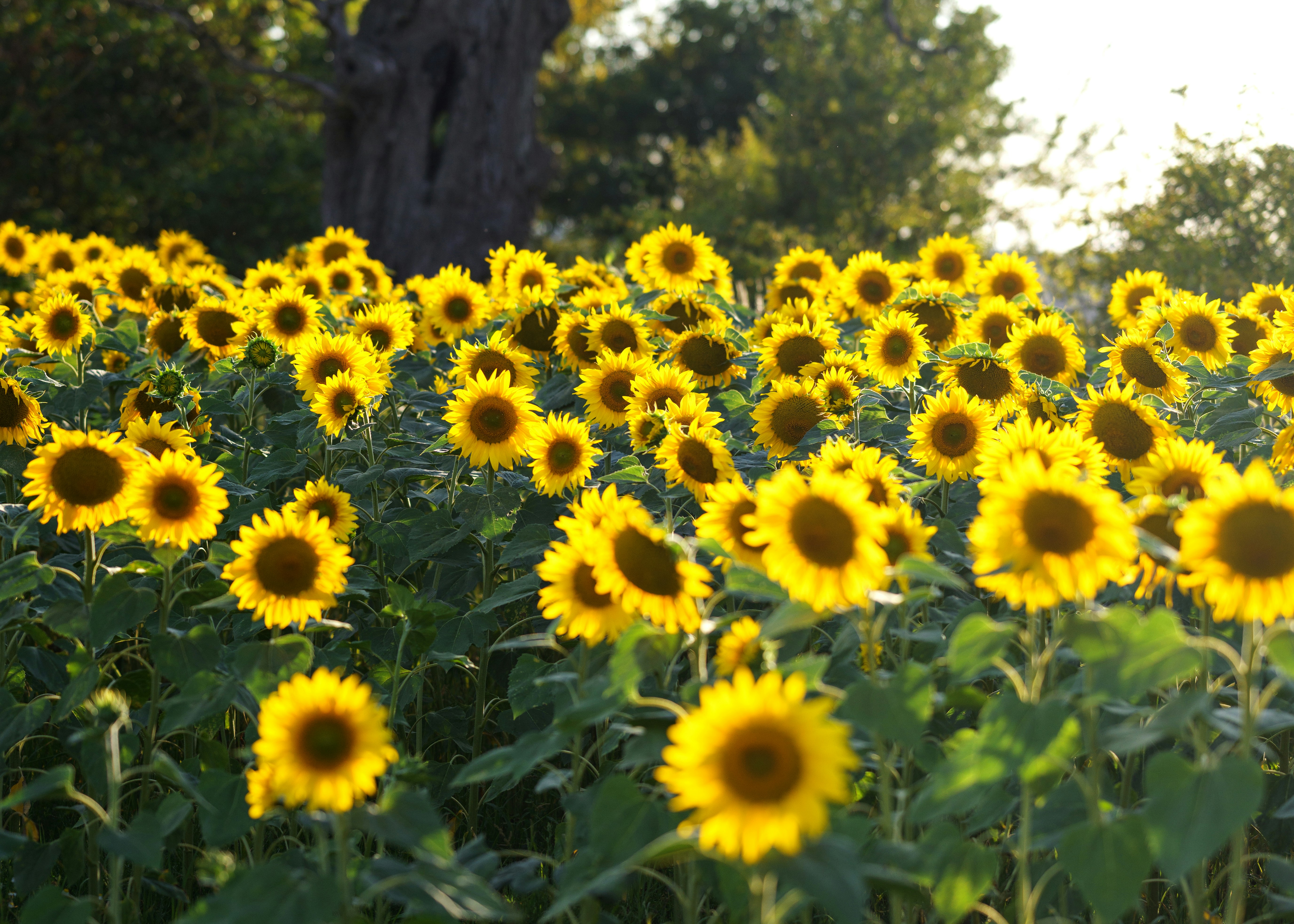 Photo by joanna_stolowicz