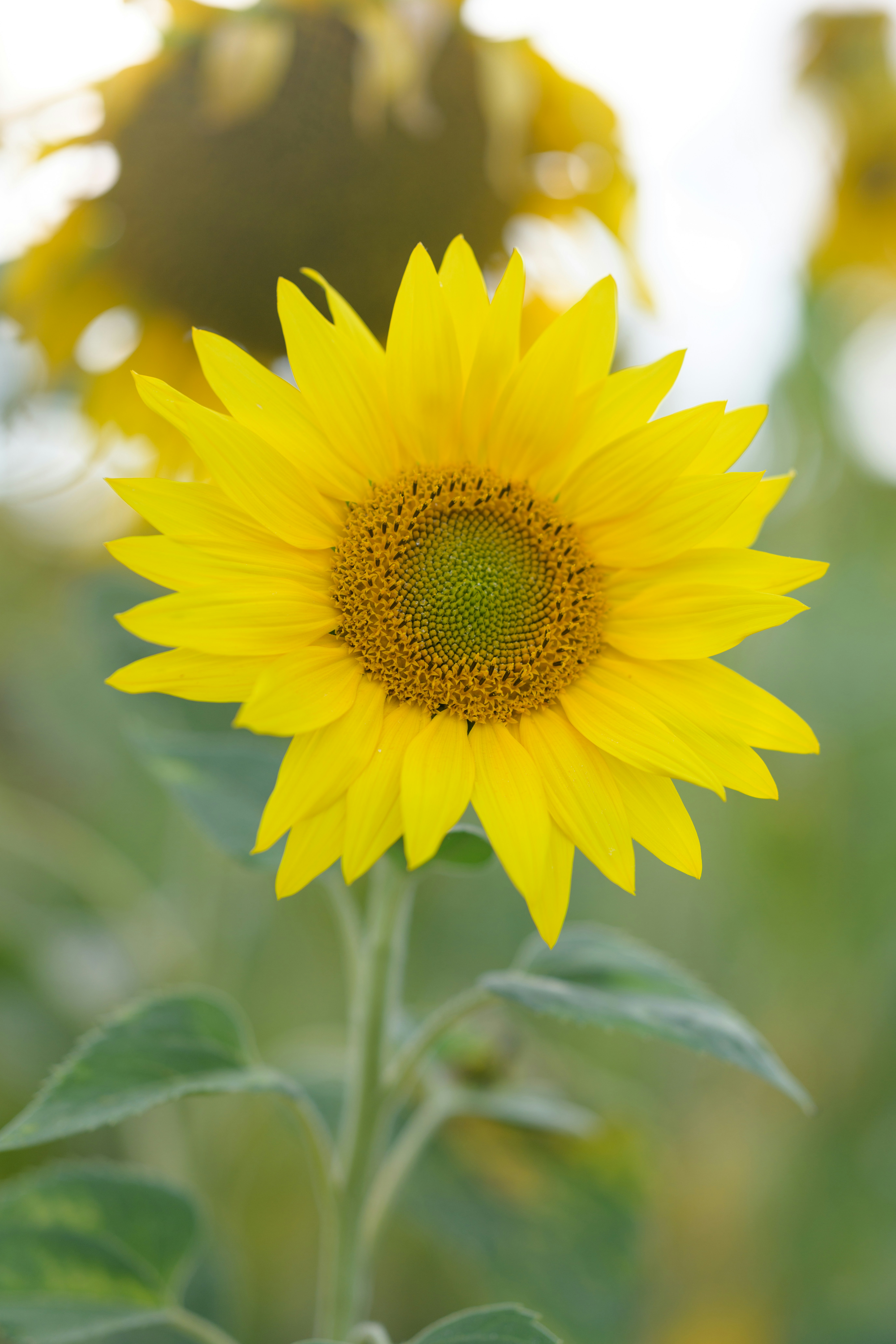 Photo by joanna_stolowicz