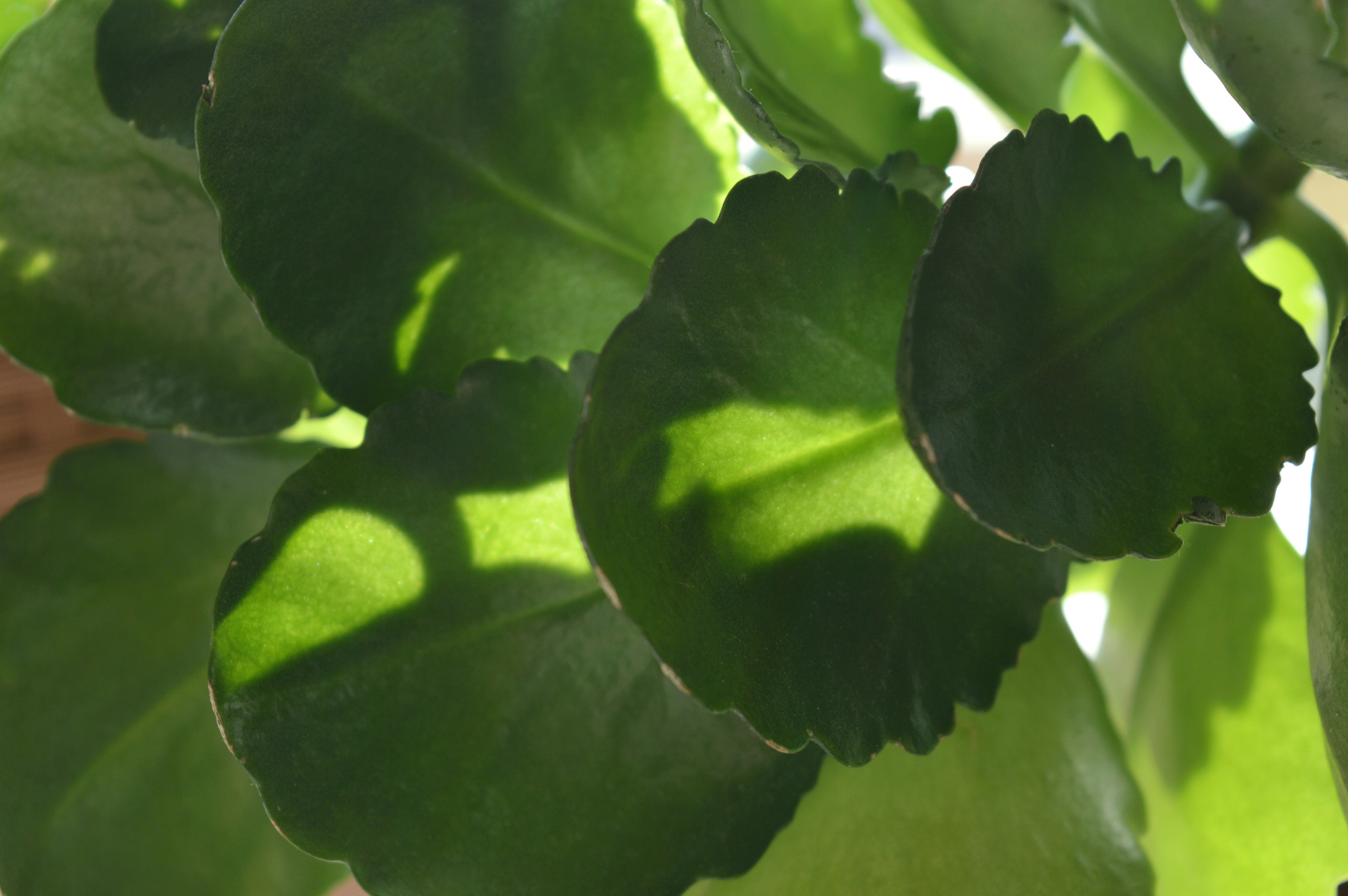 Photo by marianikolova