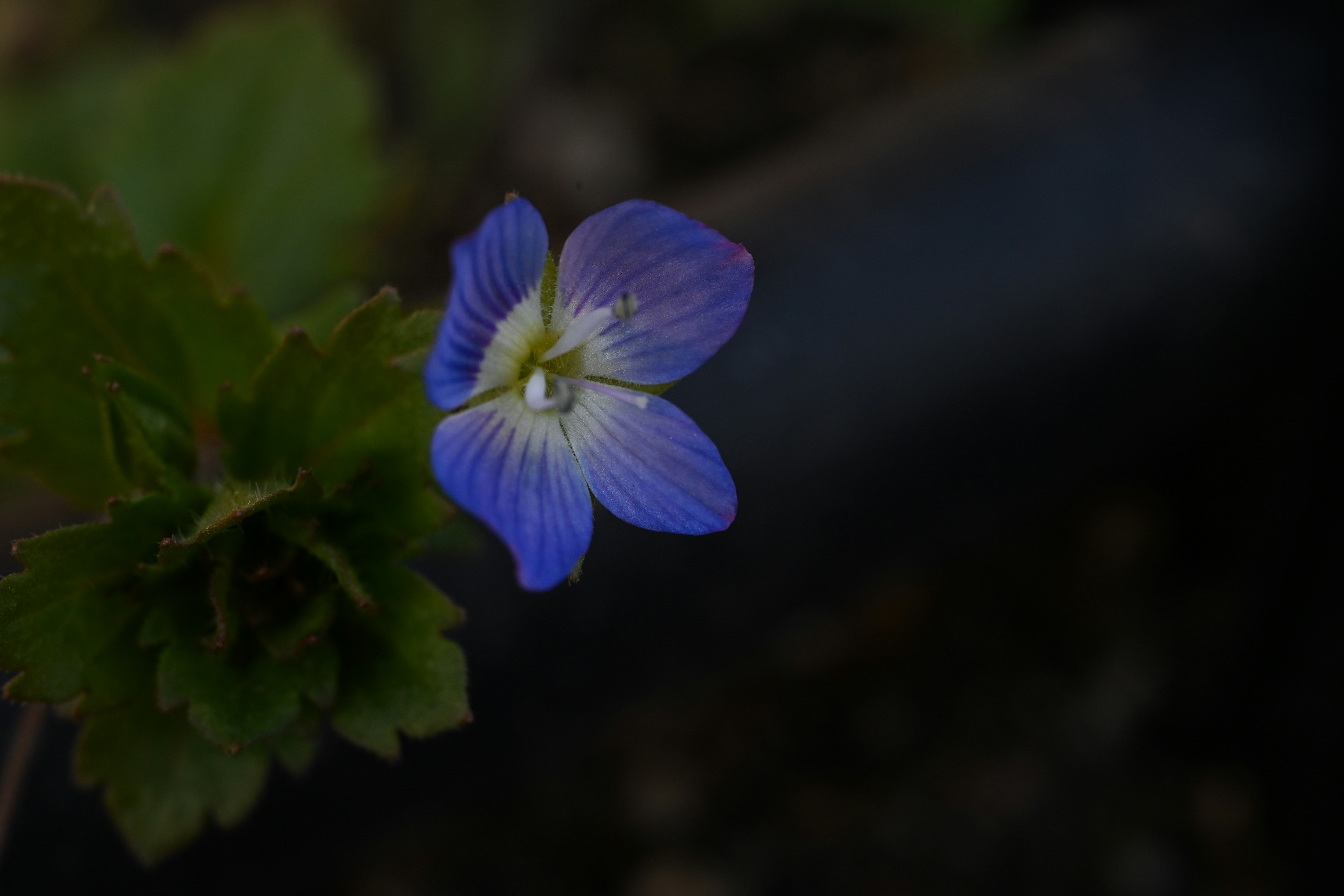 Photo by myworldisblue