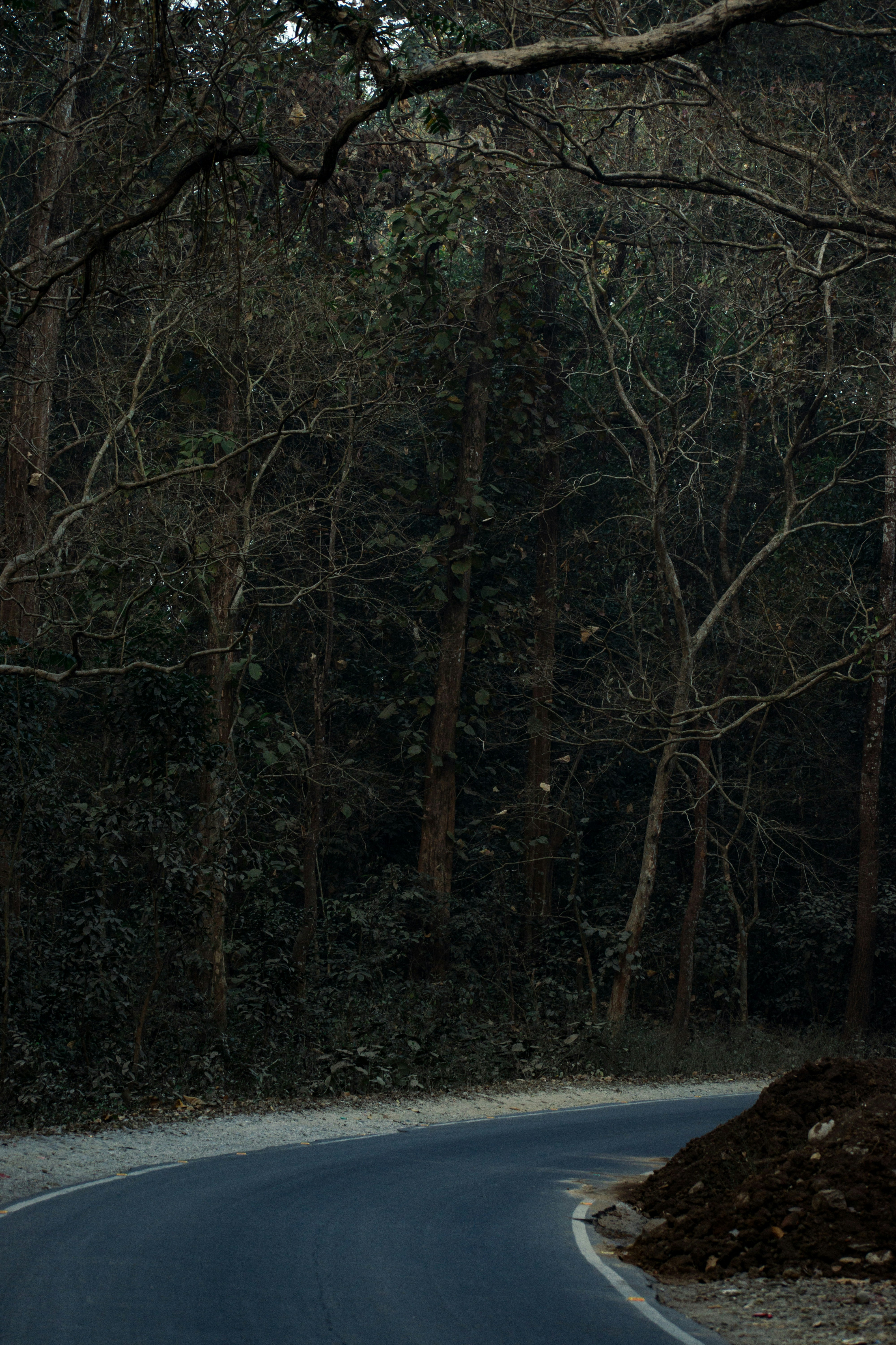 overgrown asphalt wallpaper, wallpaper, Abandoned Race Track: A History of Speed & Decay 2