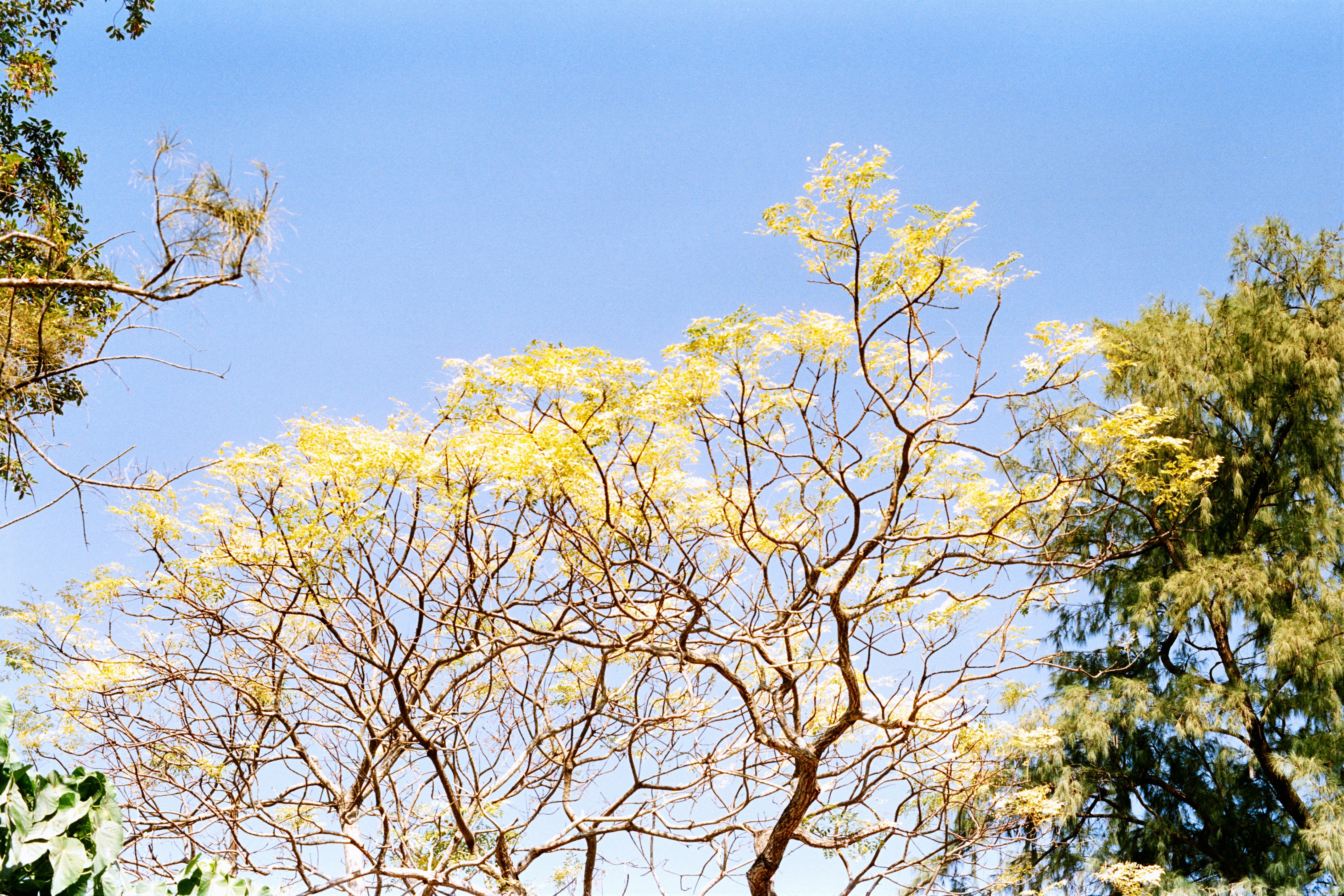 Bare branches of a tree against a bright blue sky.