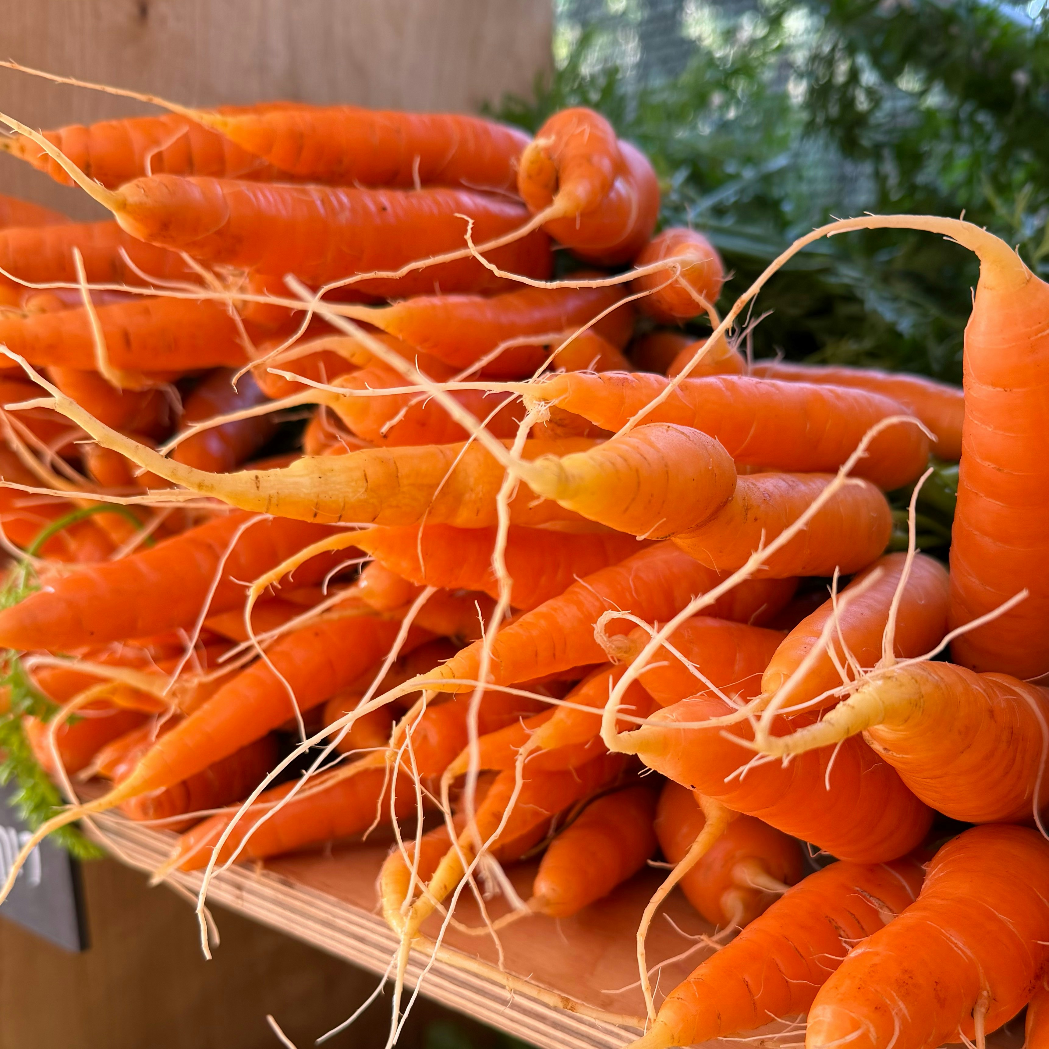 Freshly harvested carrots with green tops piled high